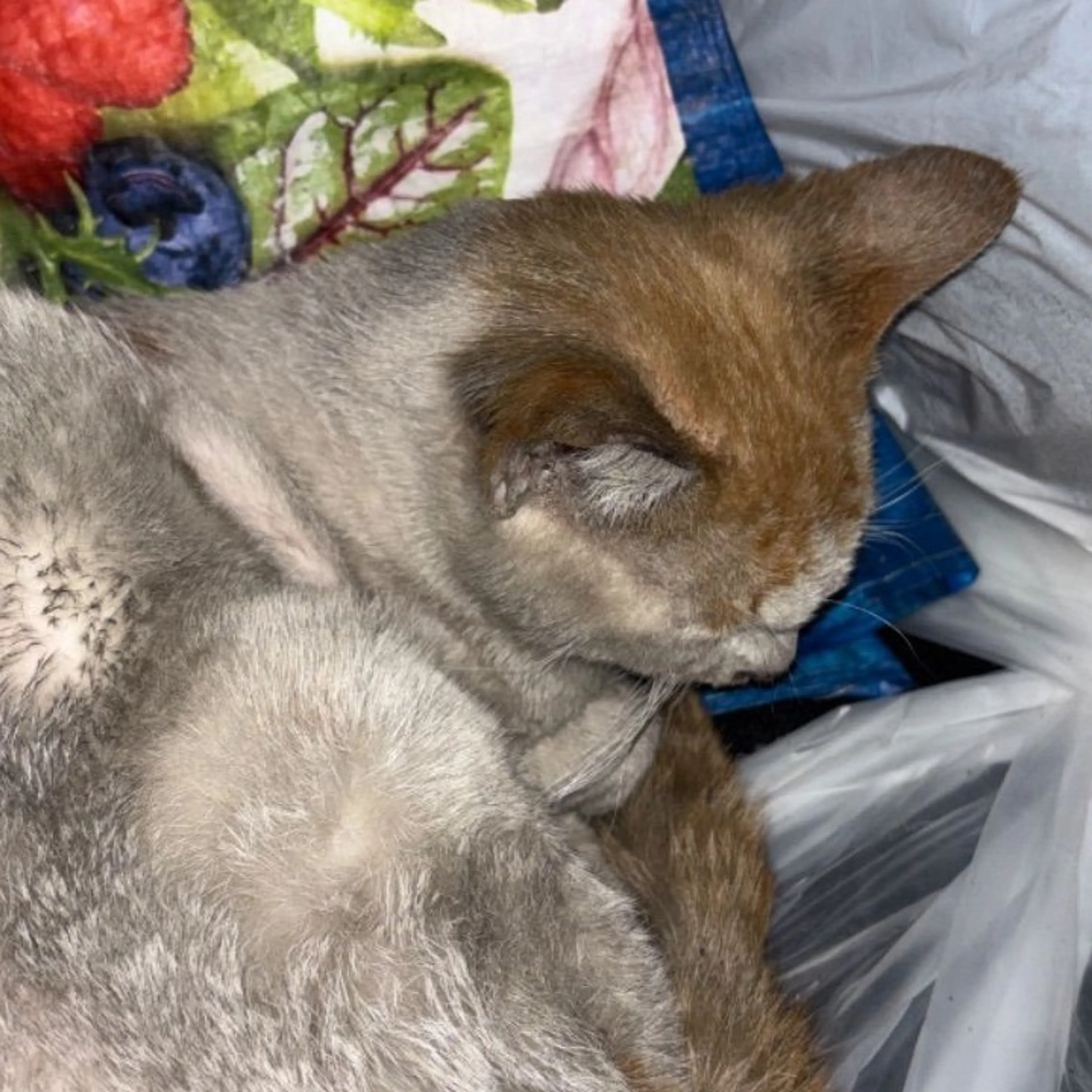 Found pet-0