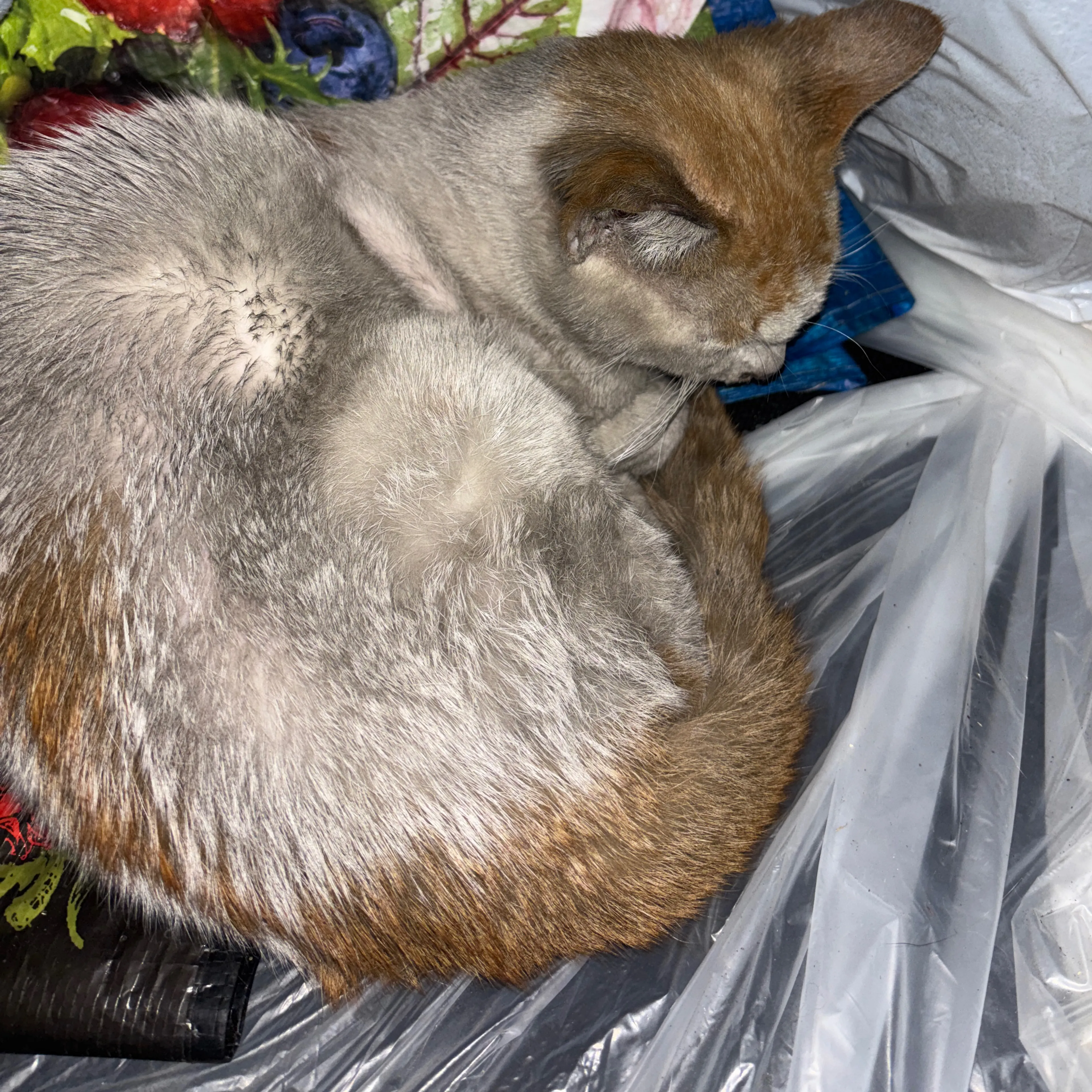 Found pet-1