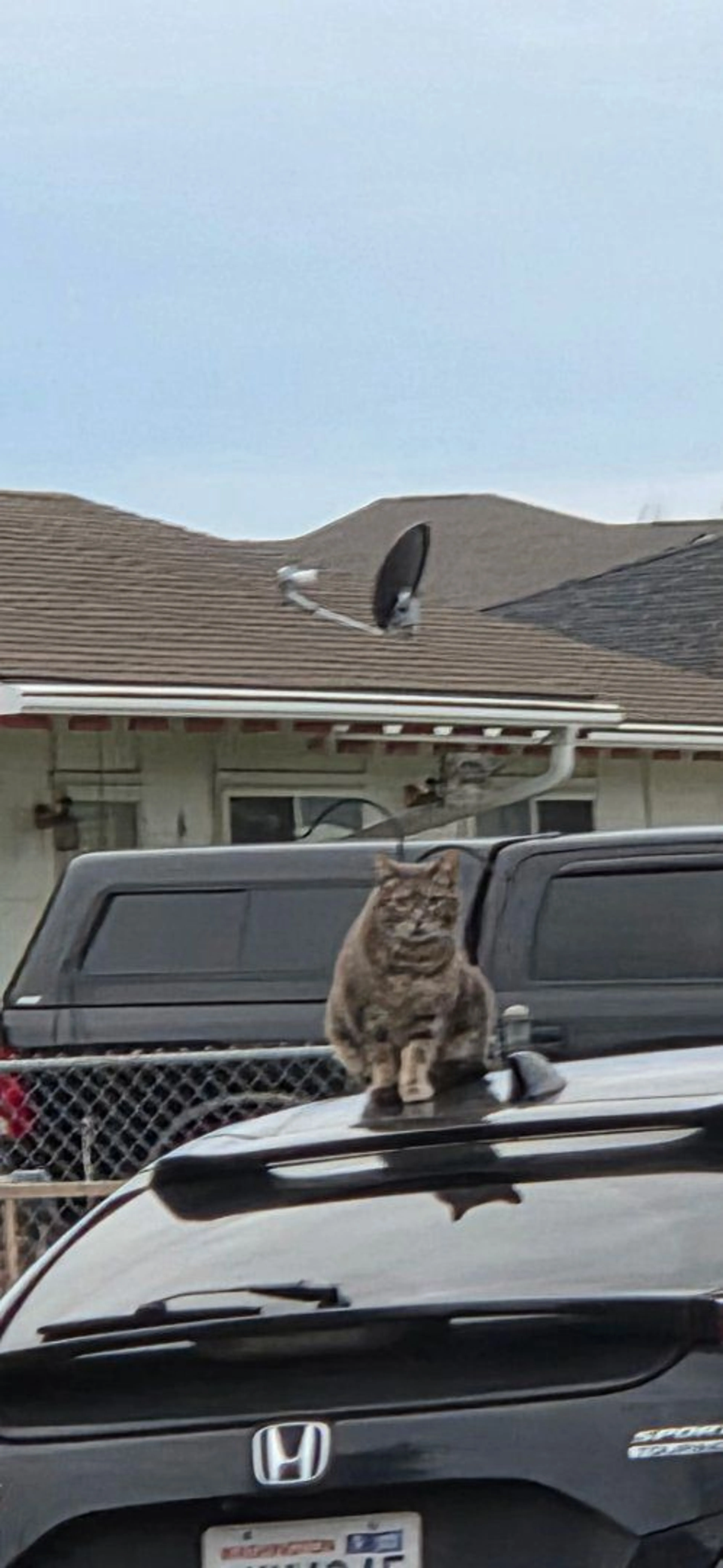 Lost pet