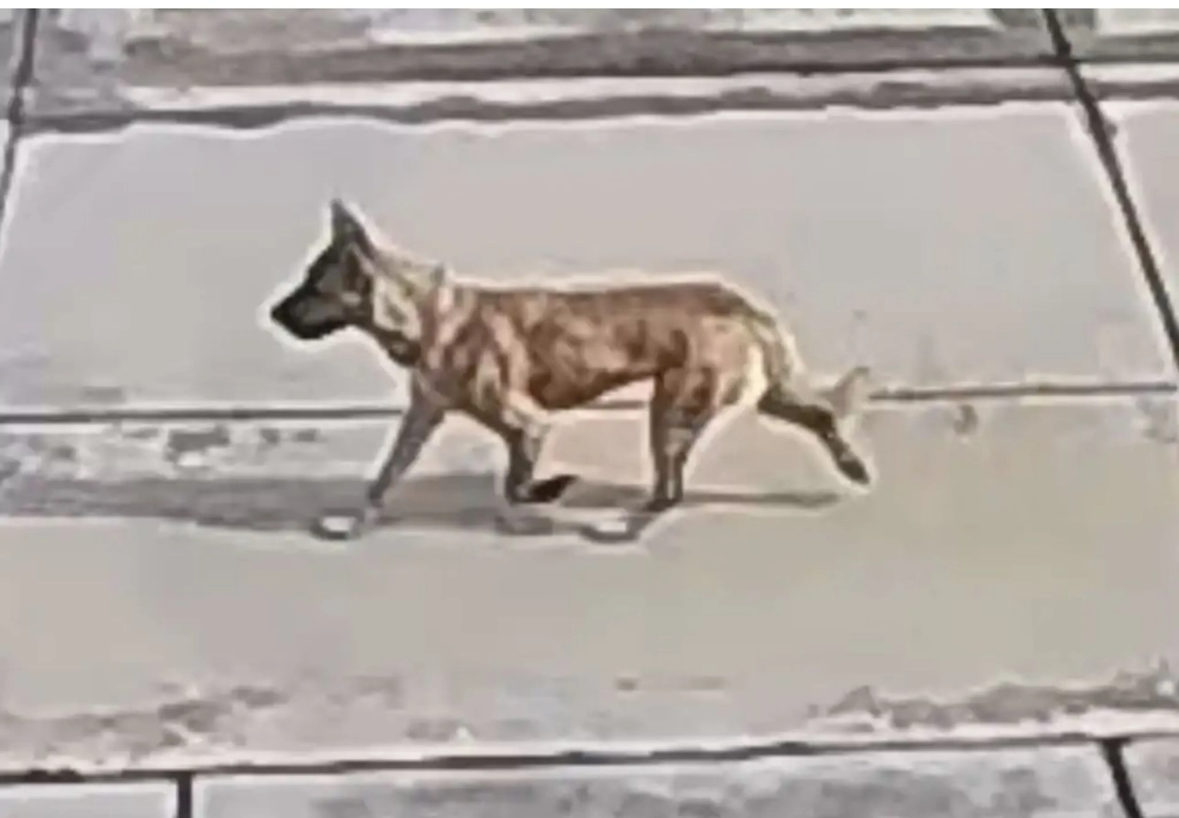 Lost pet-2