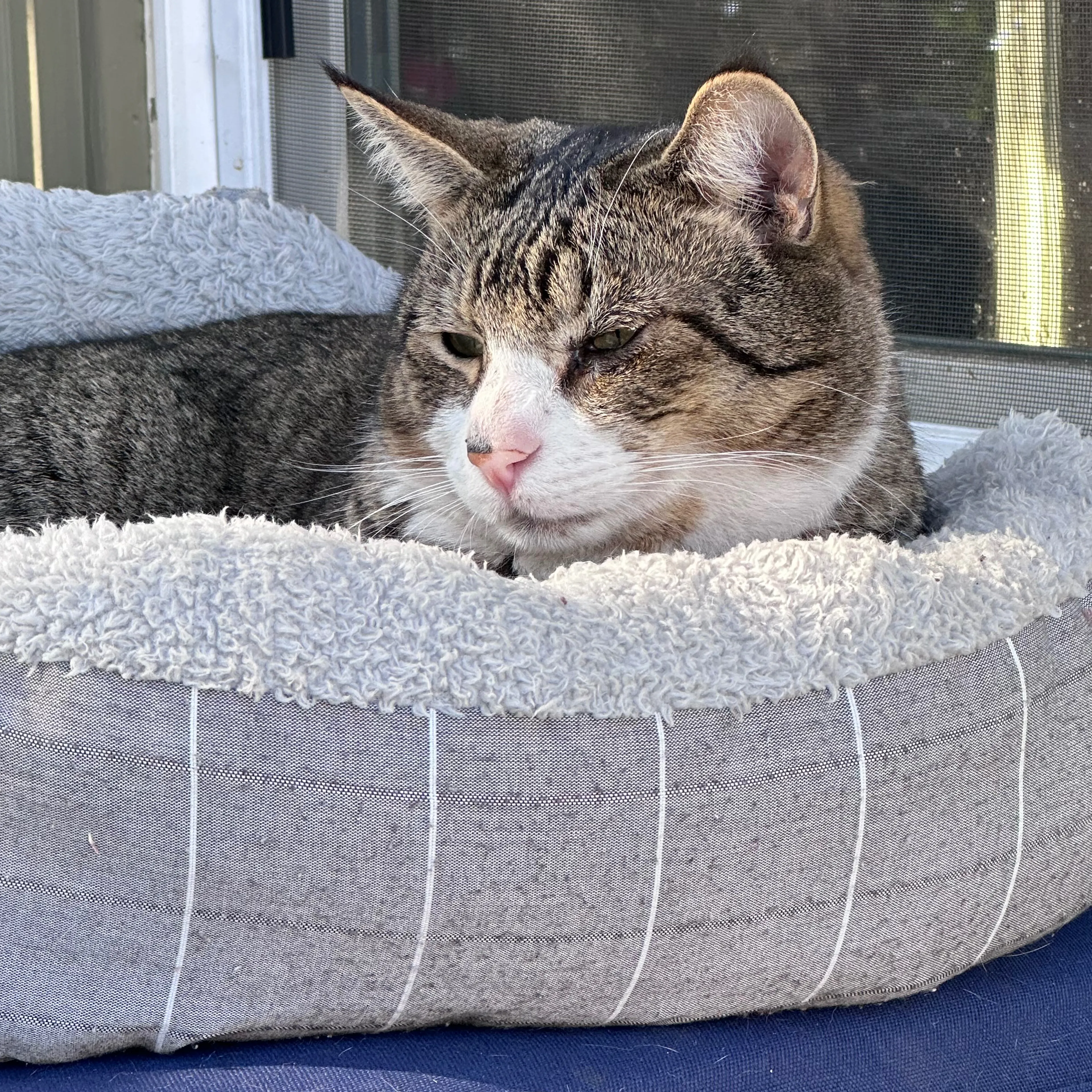 Lost pet-2