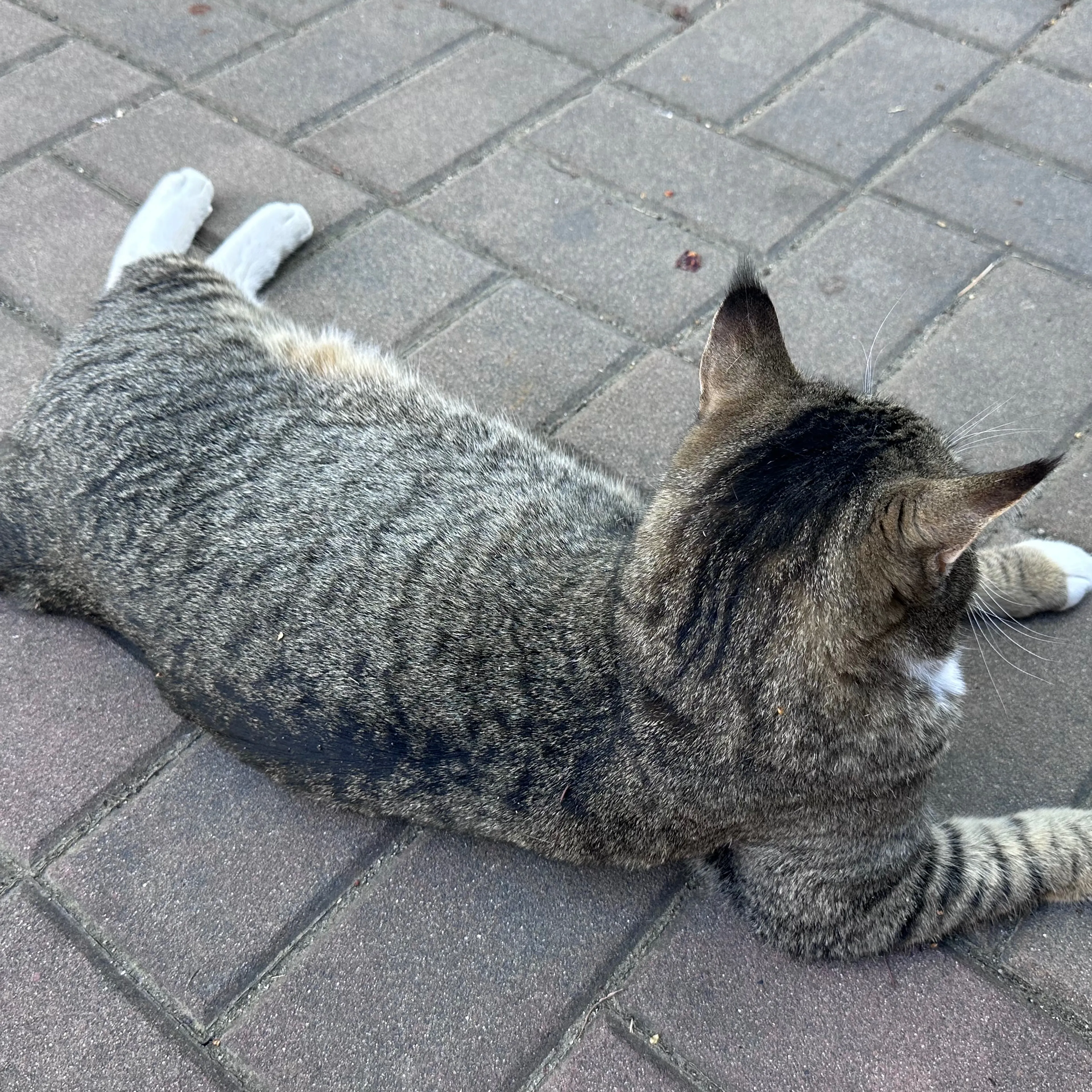 Lost pet-3