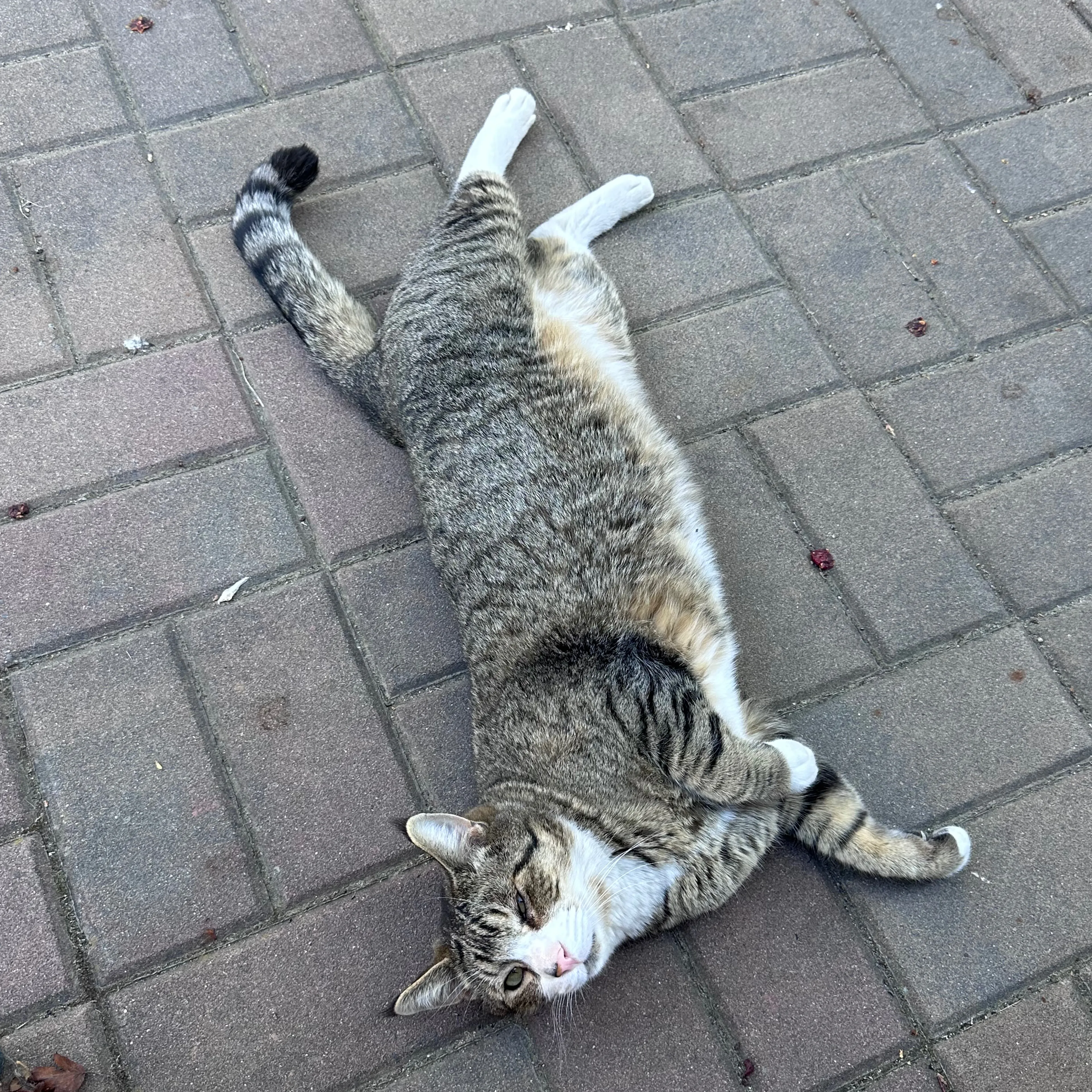 Lost pet-1