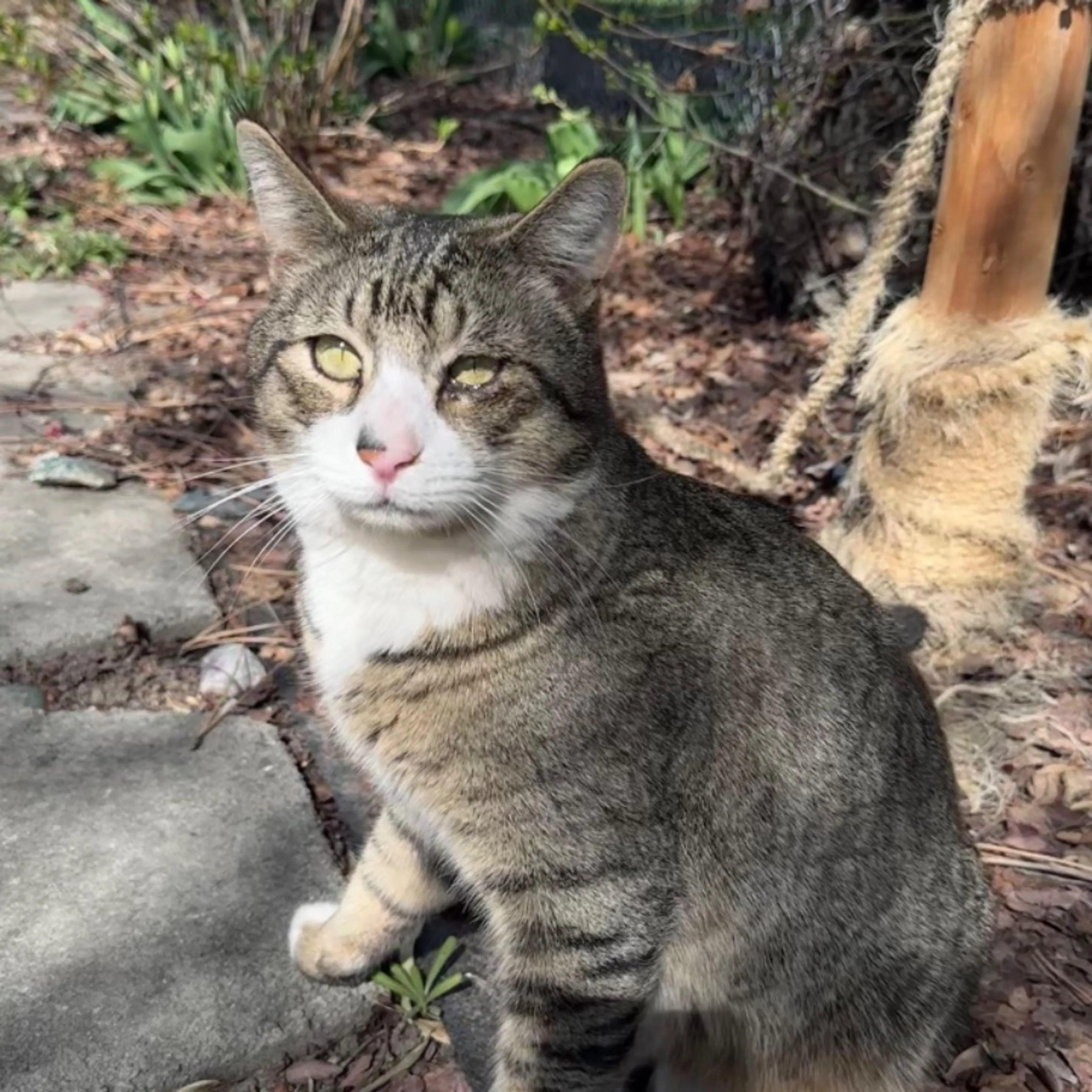 Lost pet-0