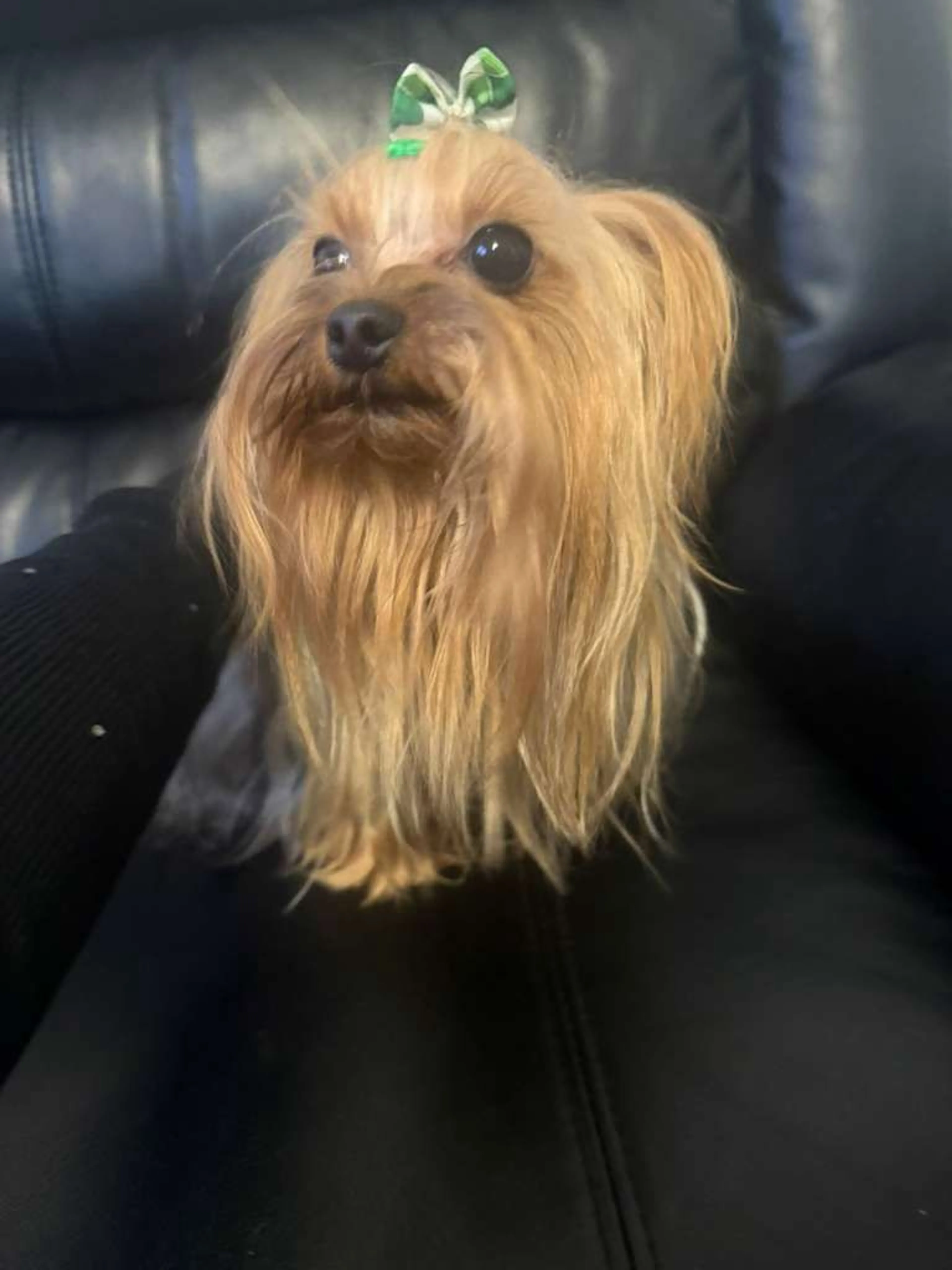 Lost pet