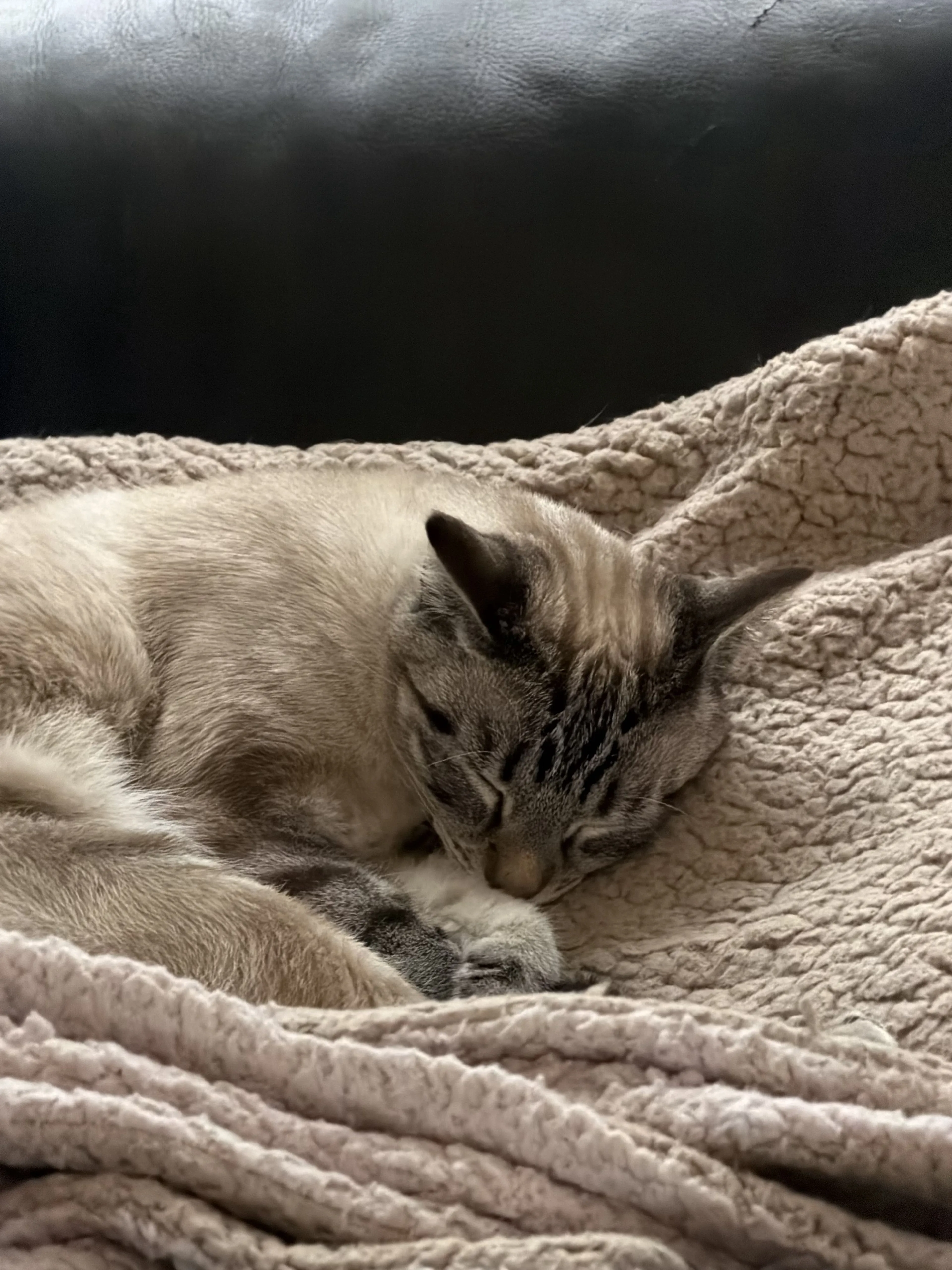 Lost pet-2