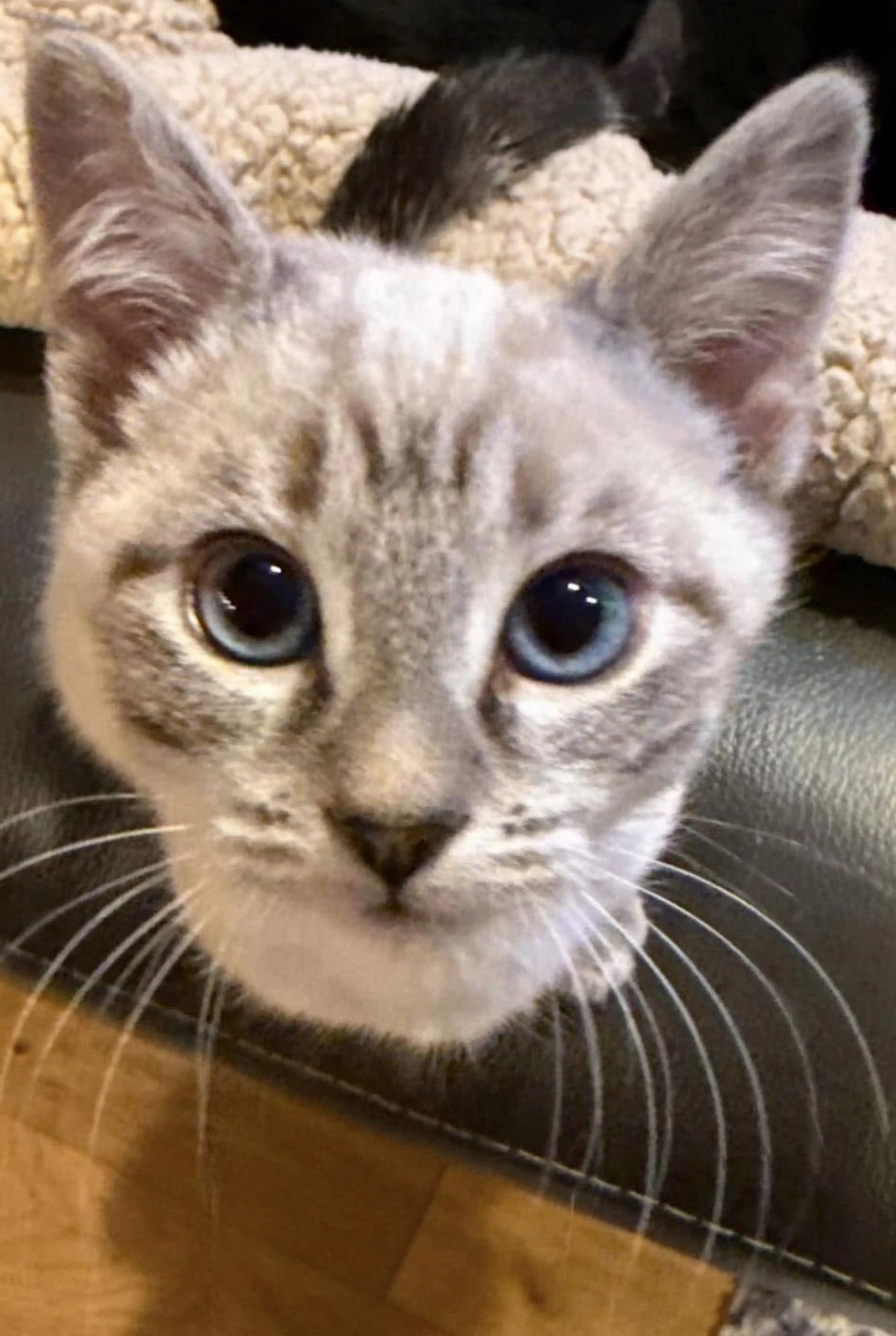 Lost pet-3