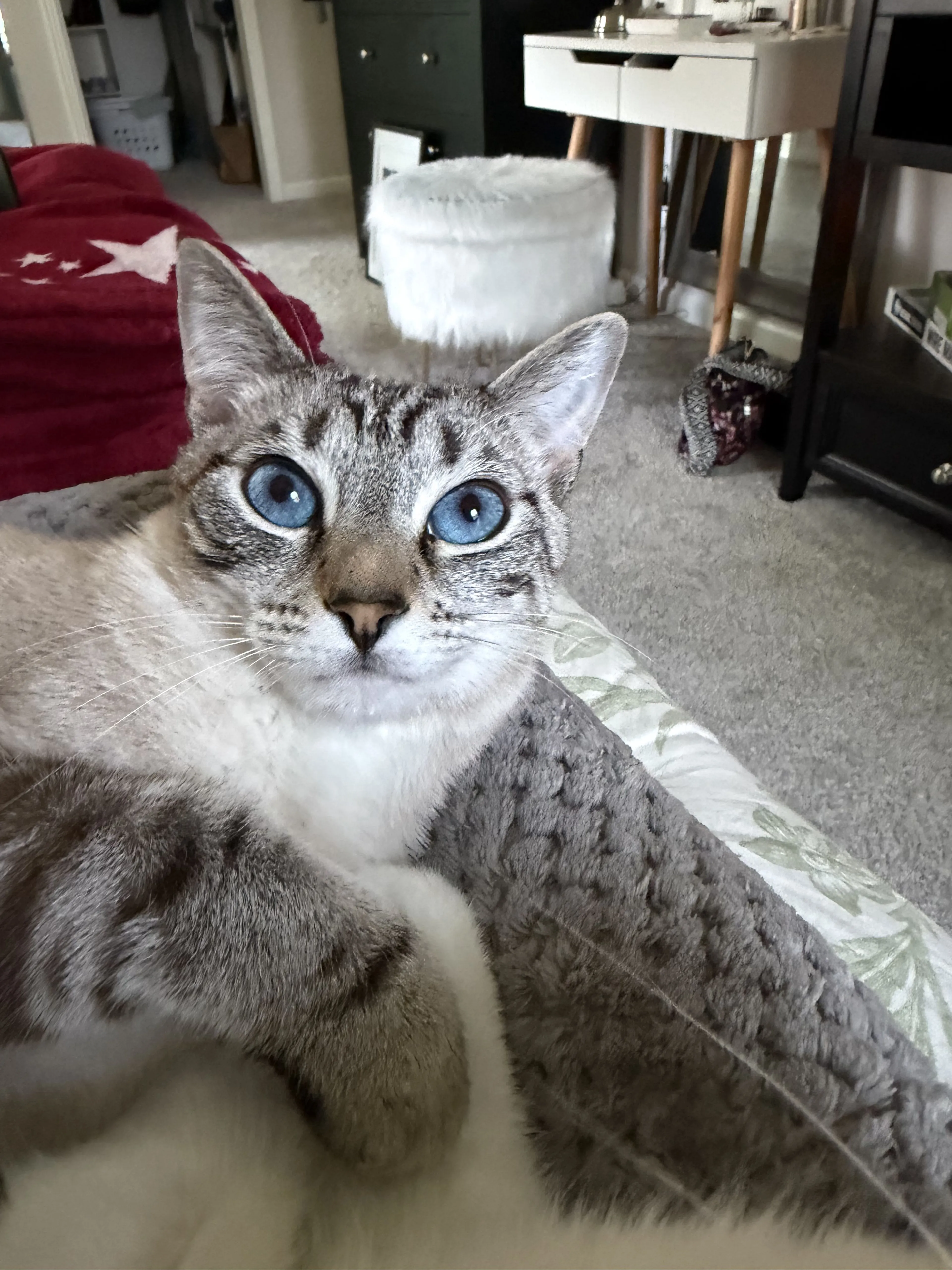Lost pet-1