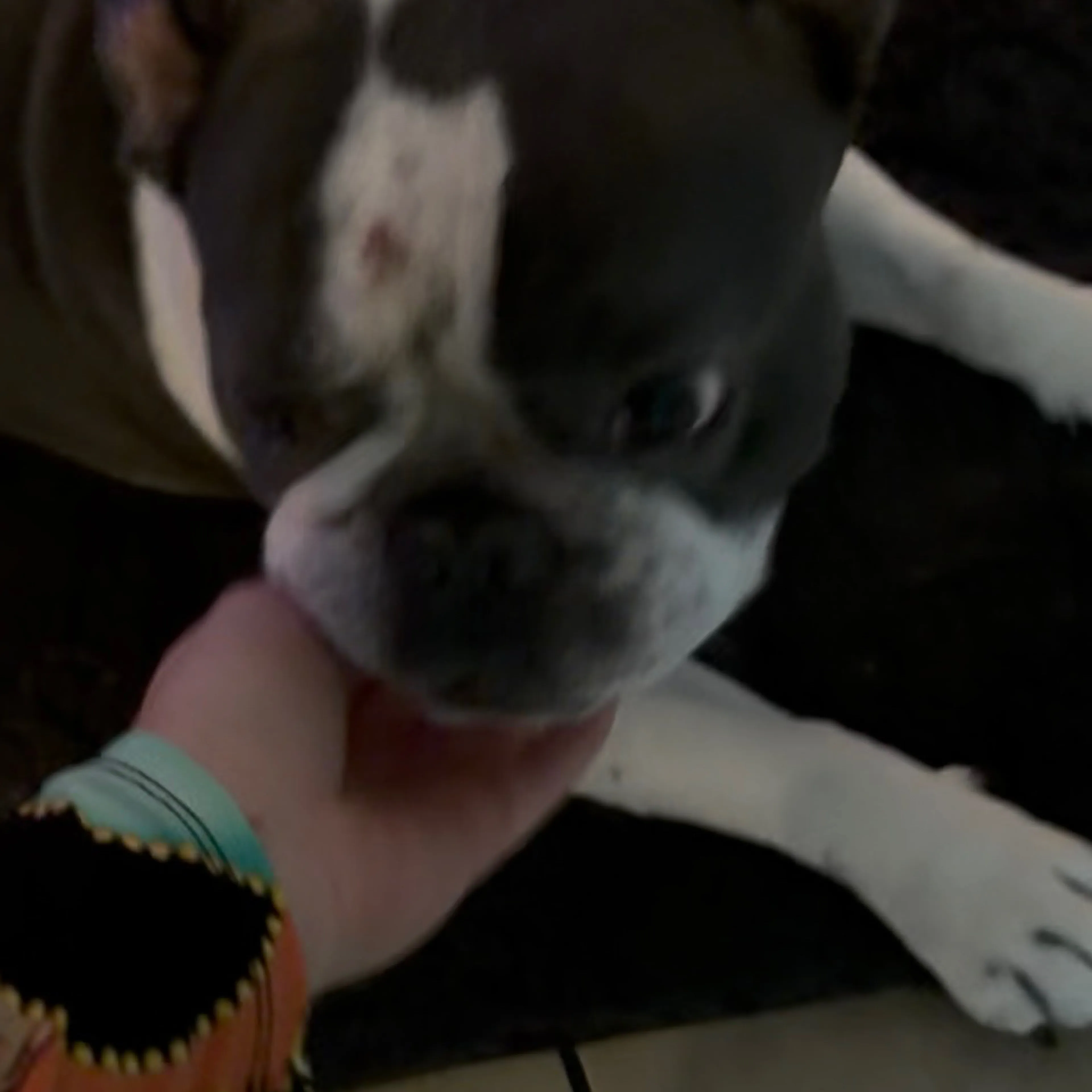 Lost pet-3