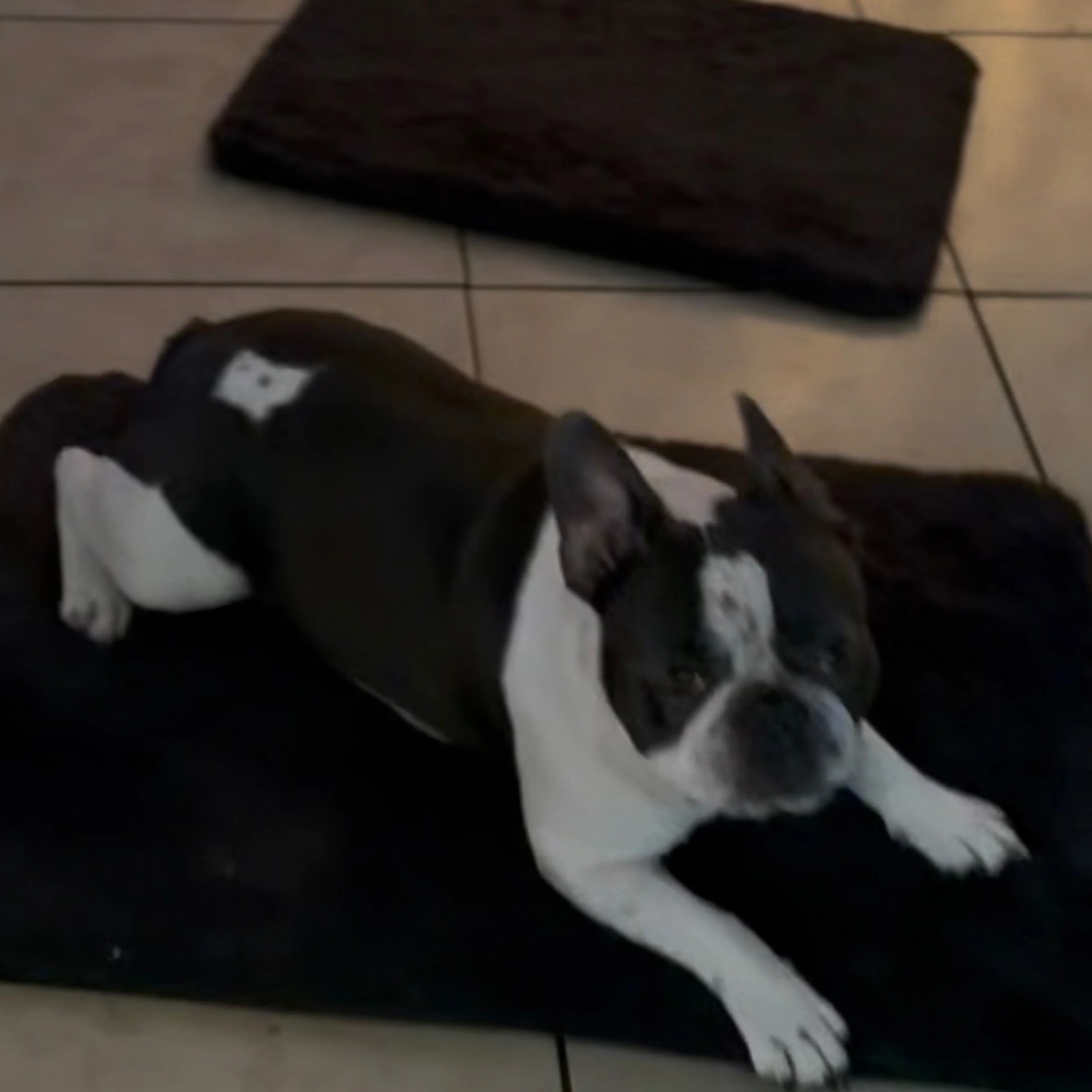 Lost pet-1