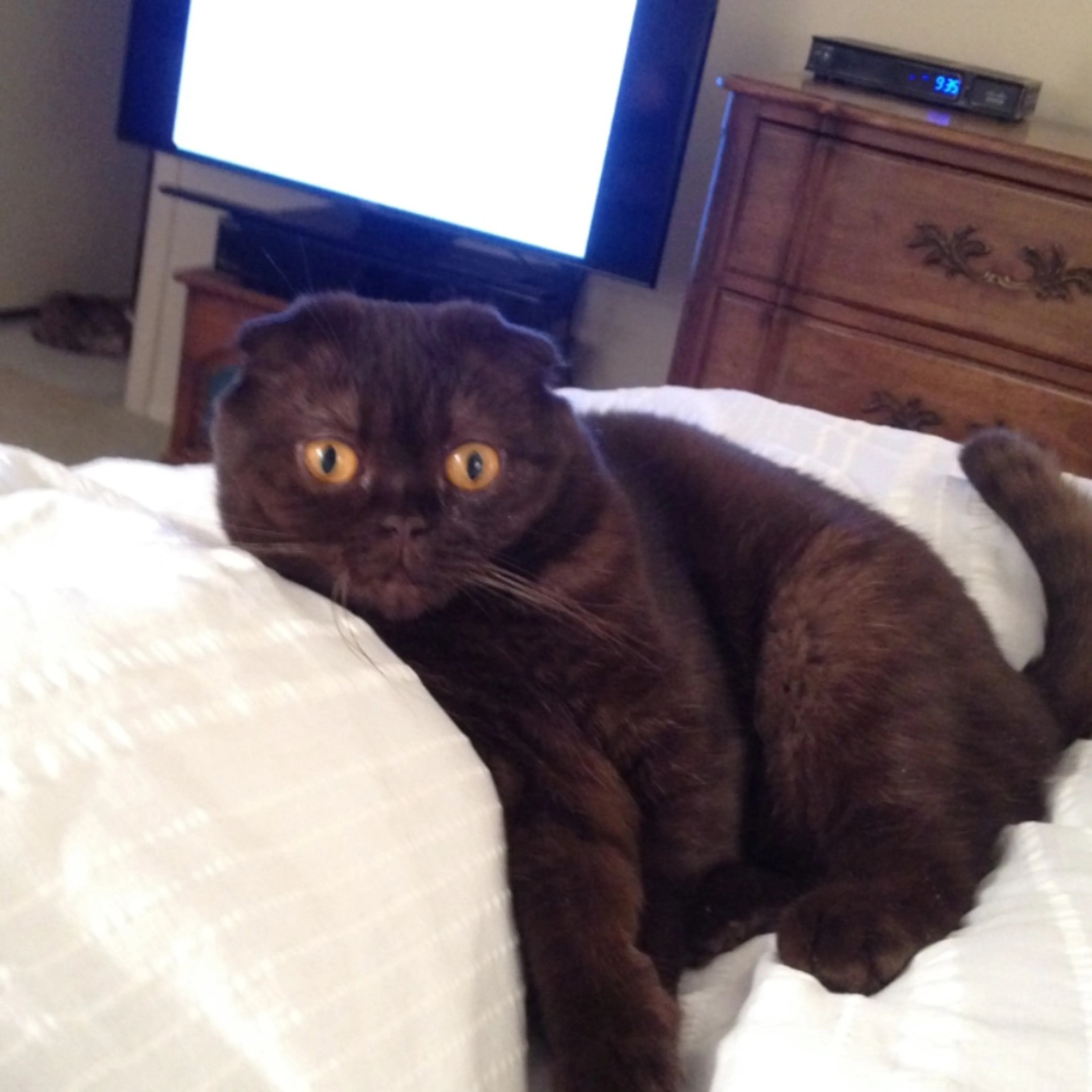 Lost pet