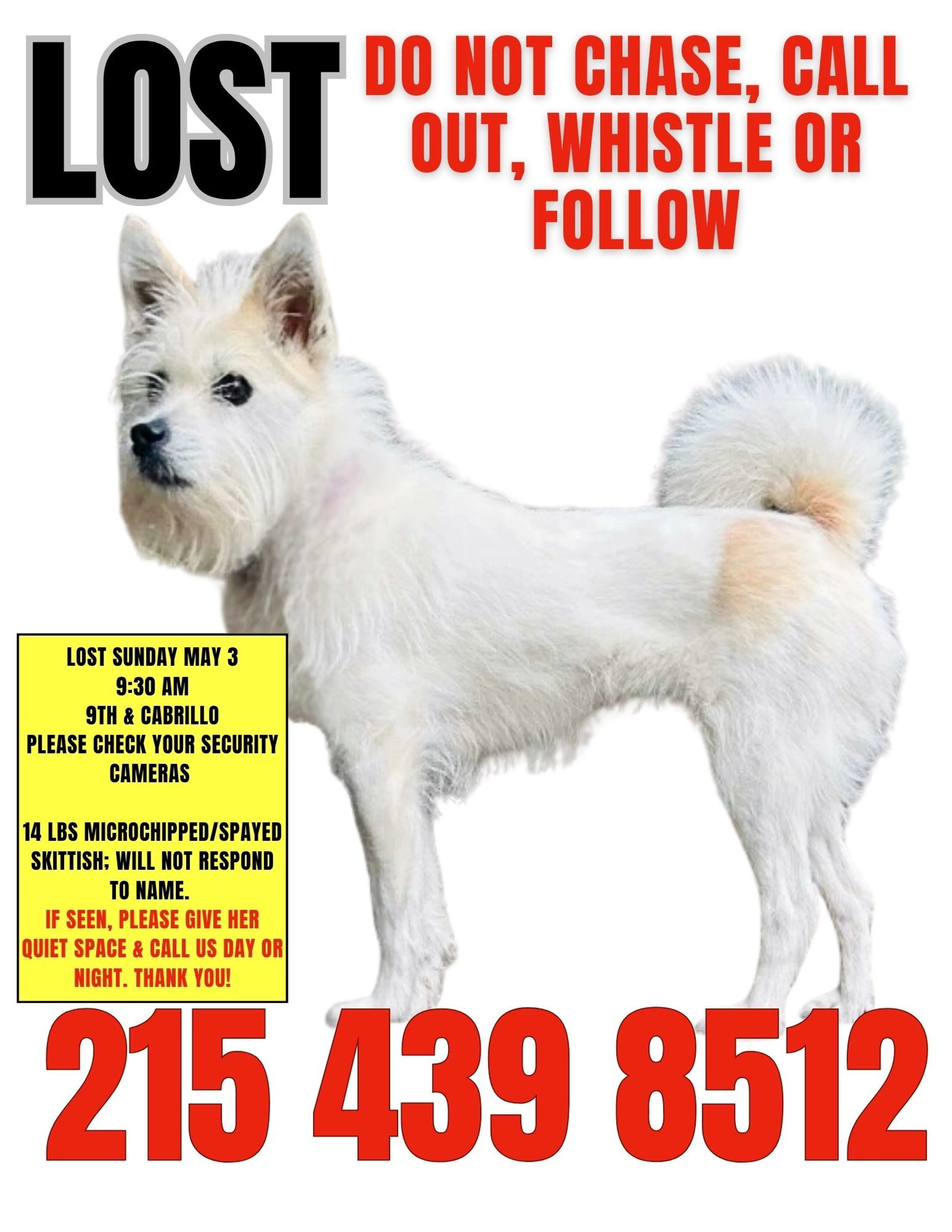 Lost pet-1