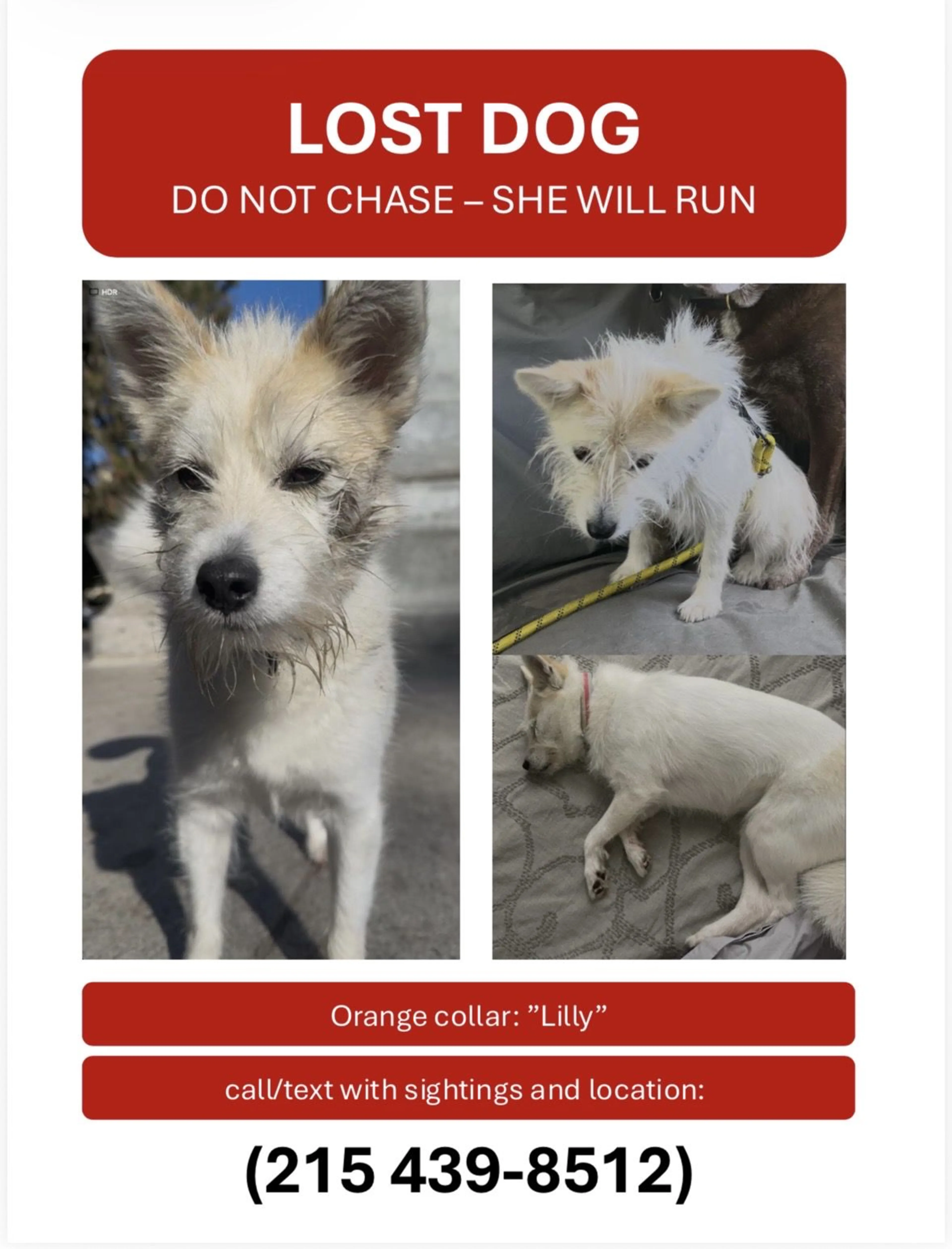 Lost pet-0