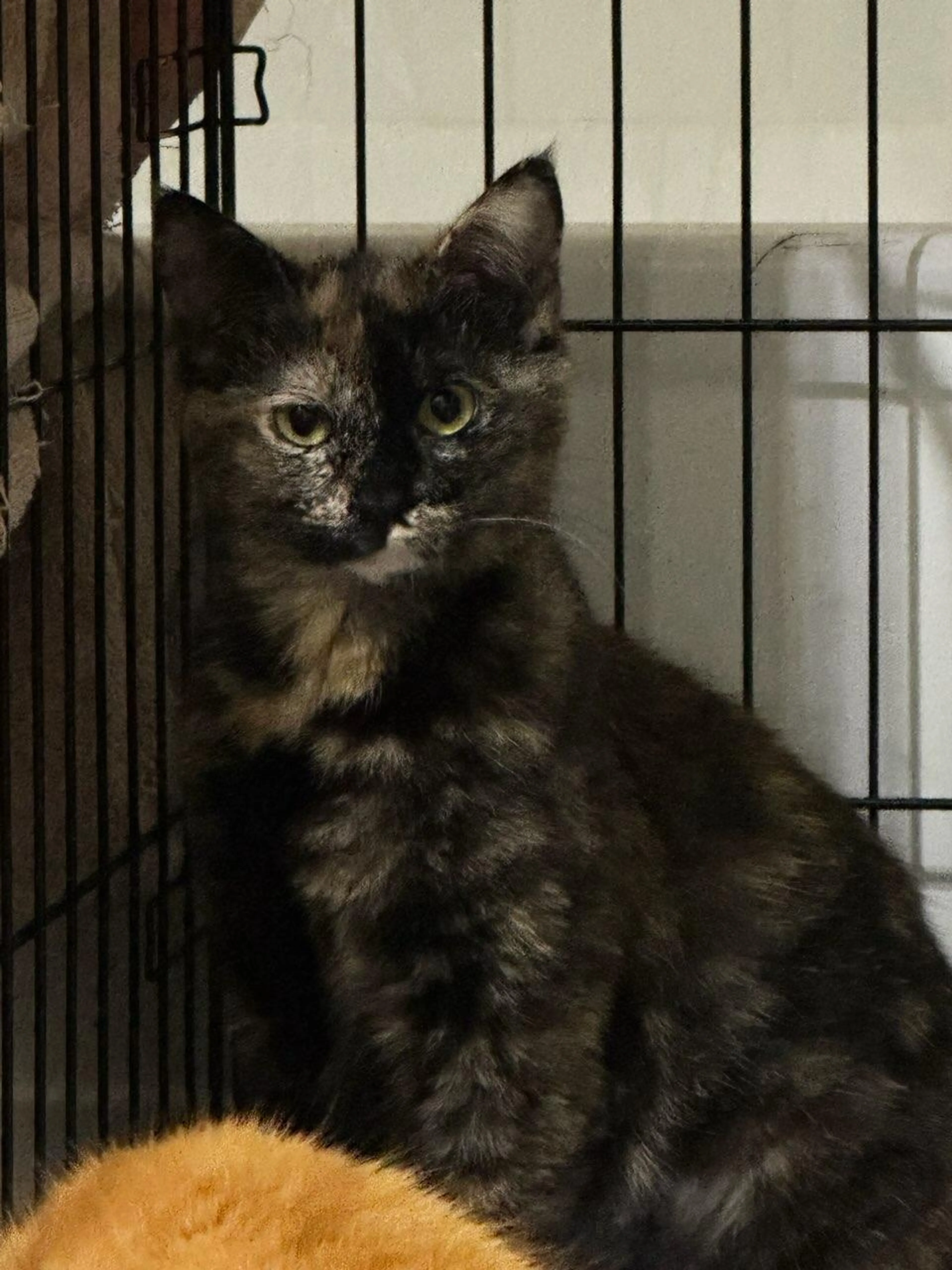 Found pet-1