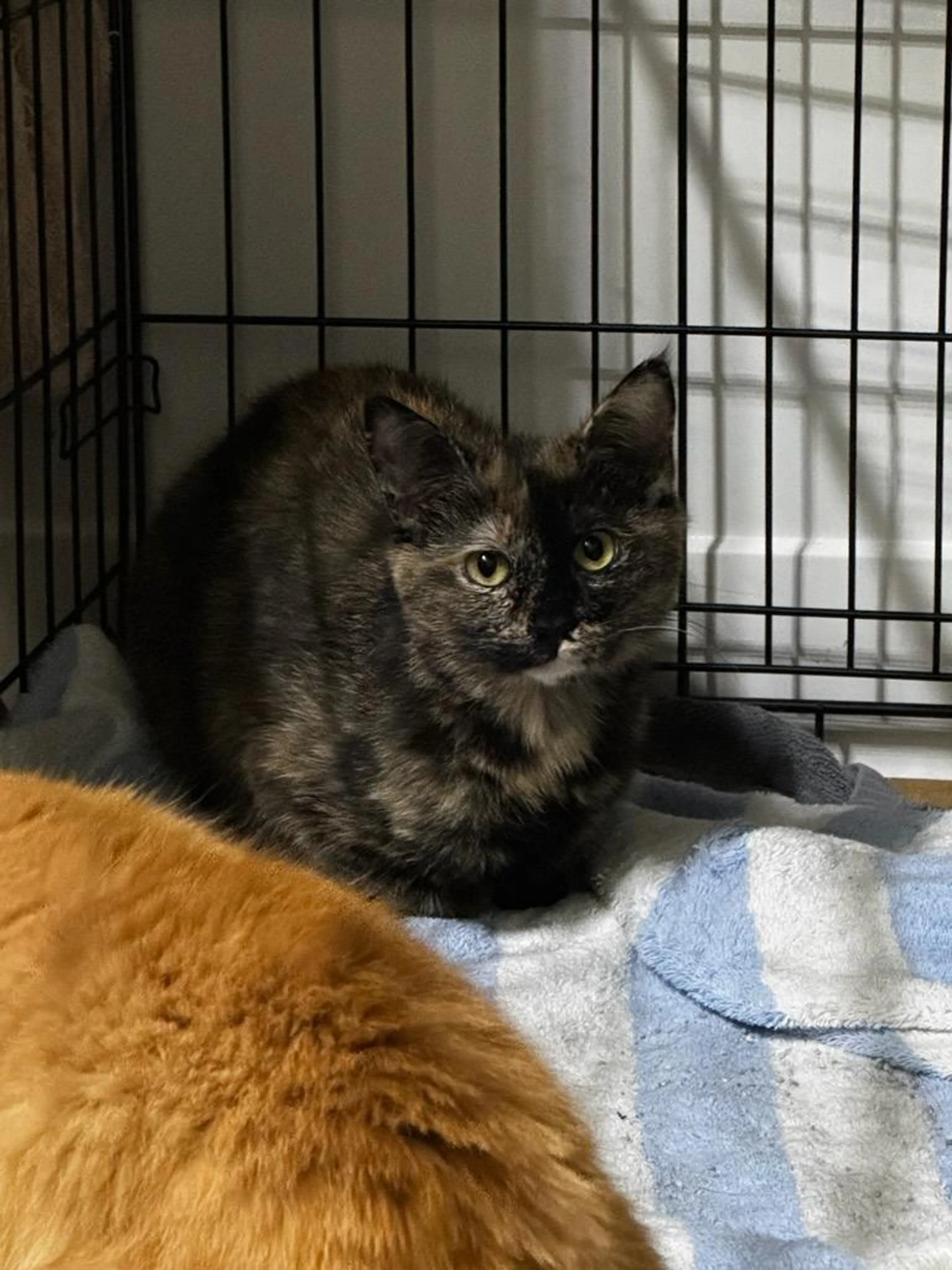 Found pet-0