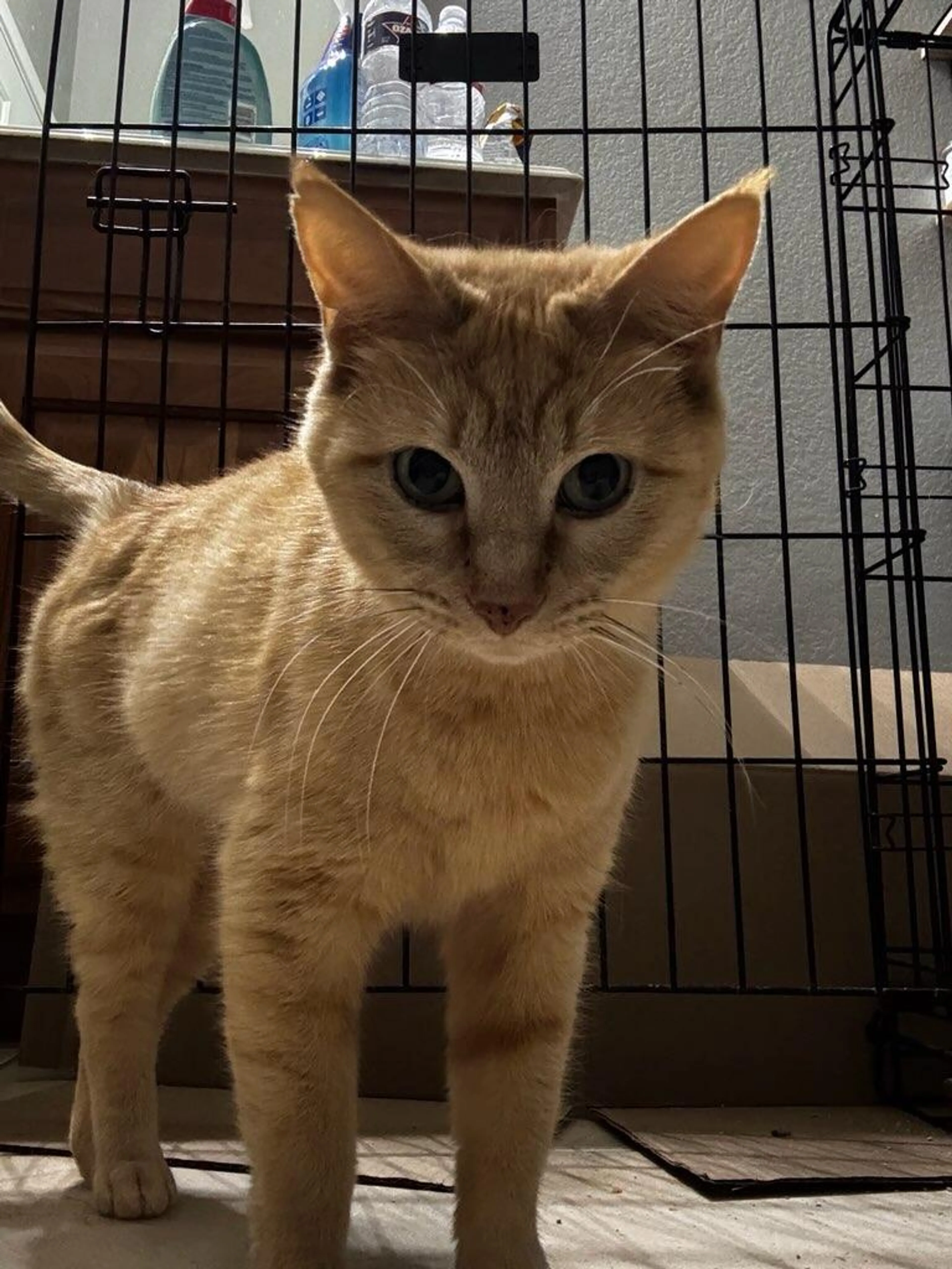Found pet-2