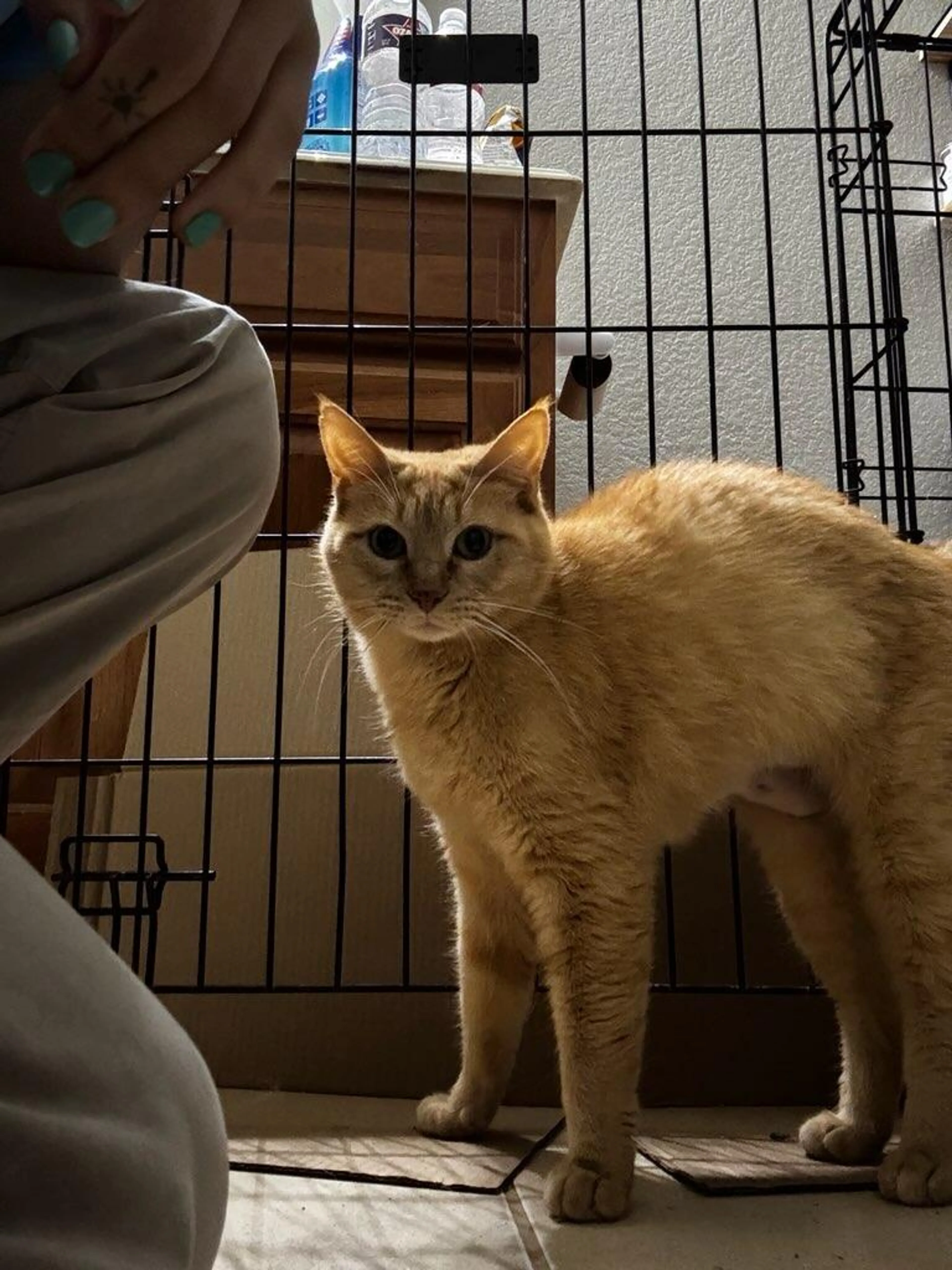Found pet-3