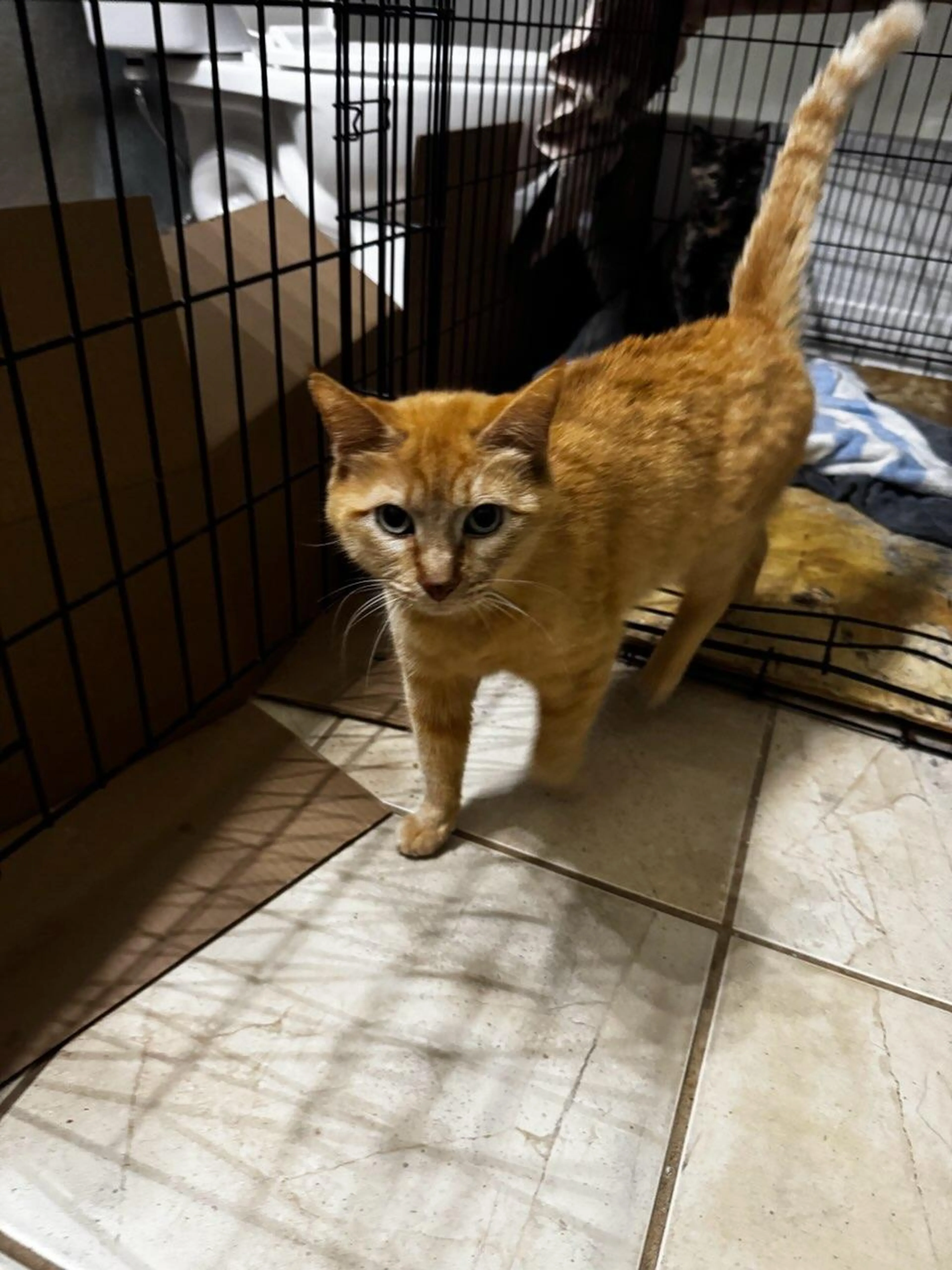 Found pet-1