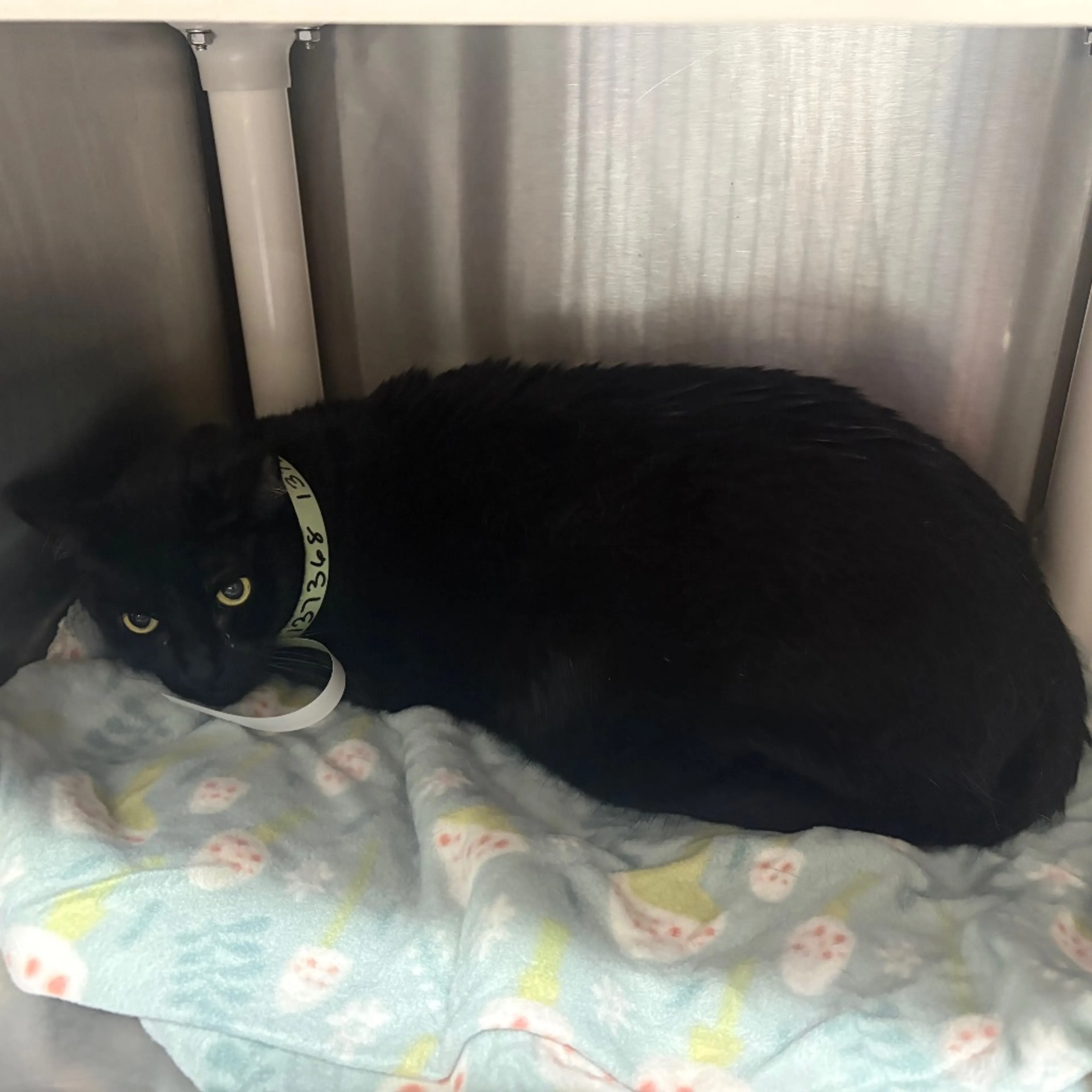 Found pet