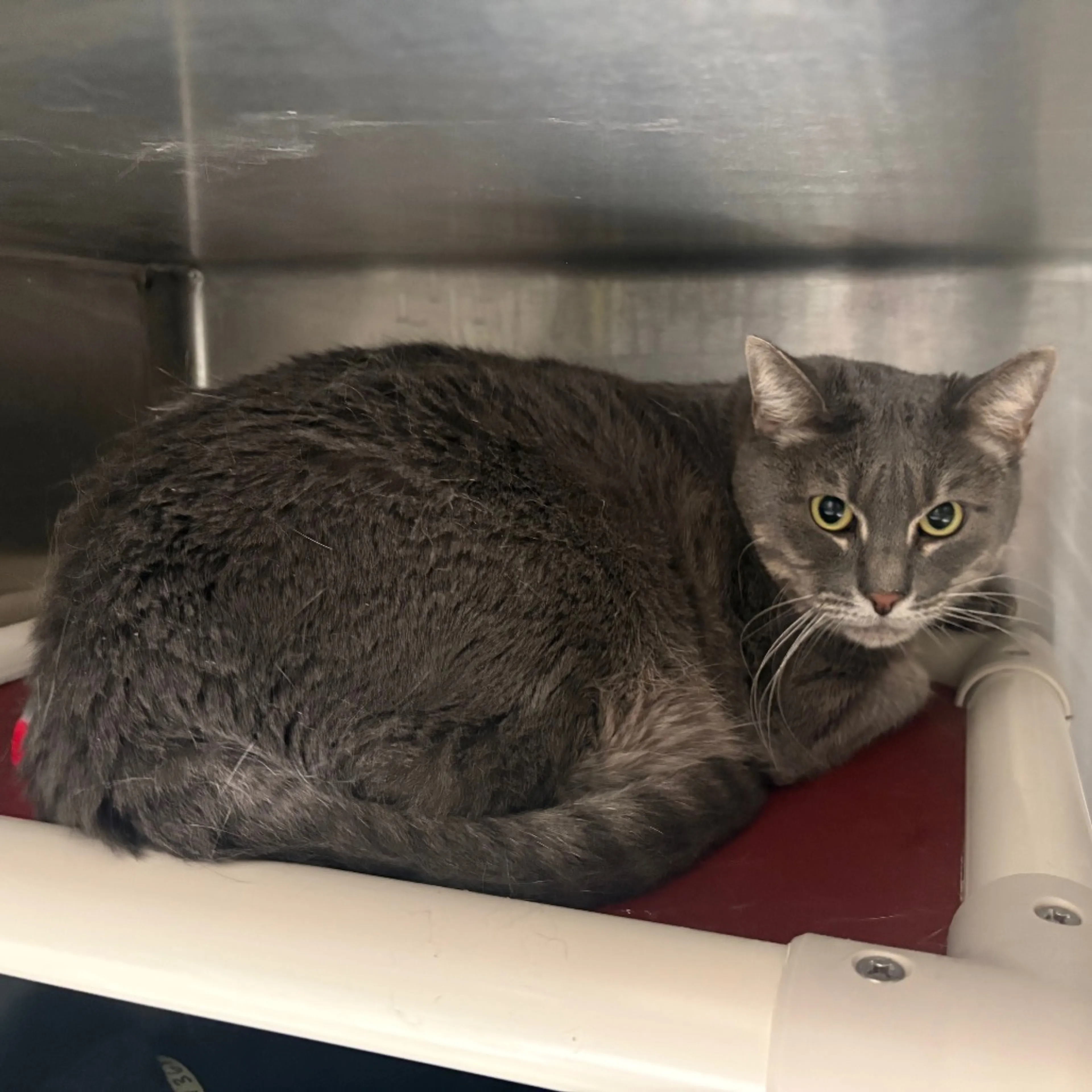 Found pet