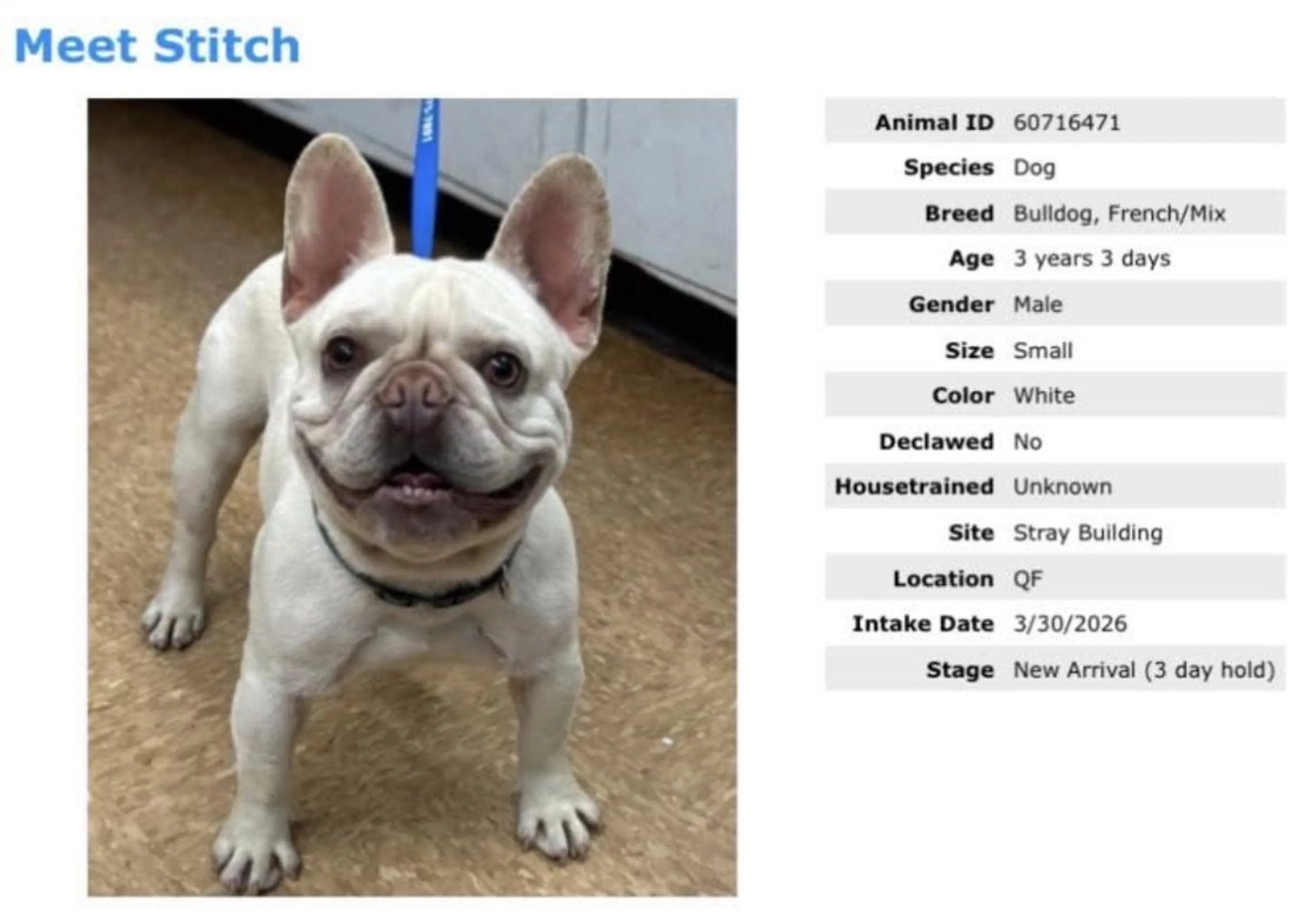 Lost pet