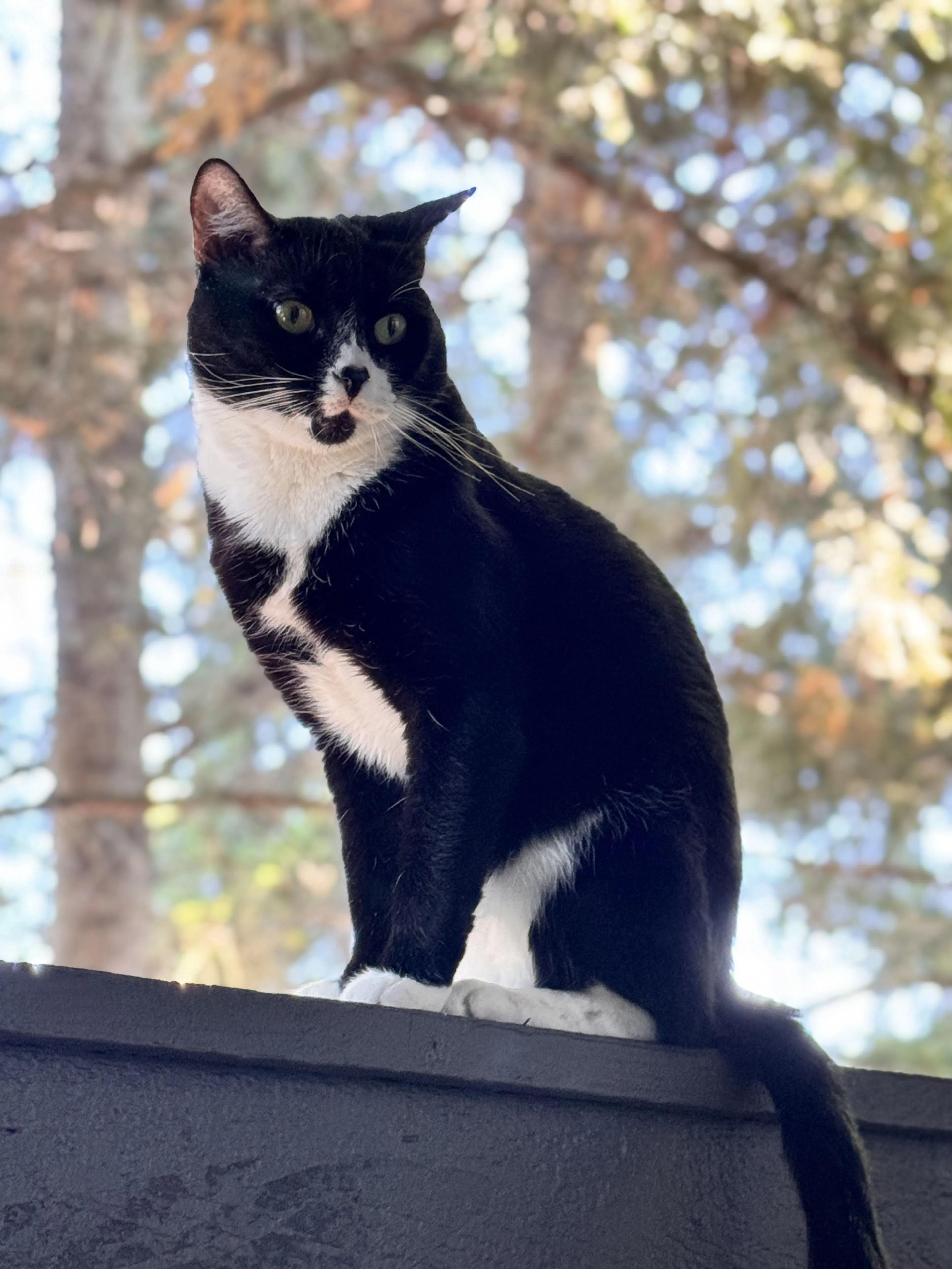 Lost pet-2