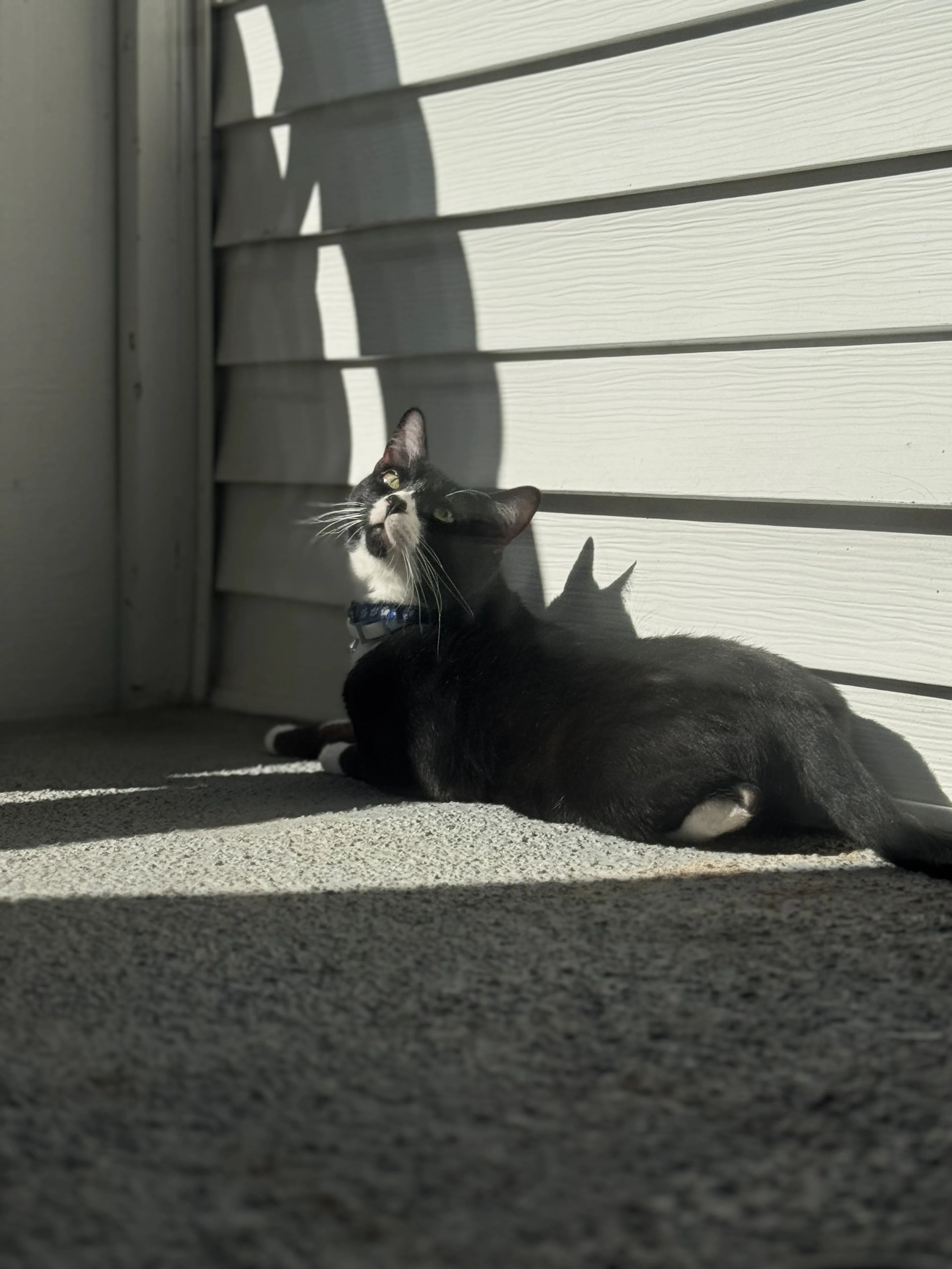 Lost pet-1