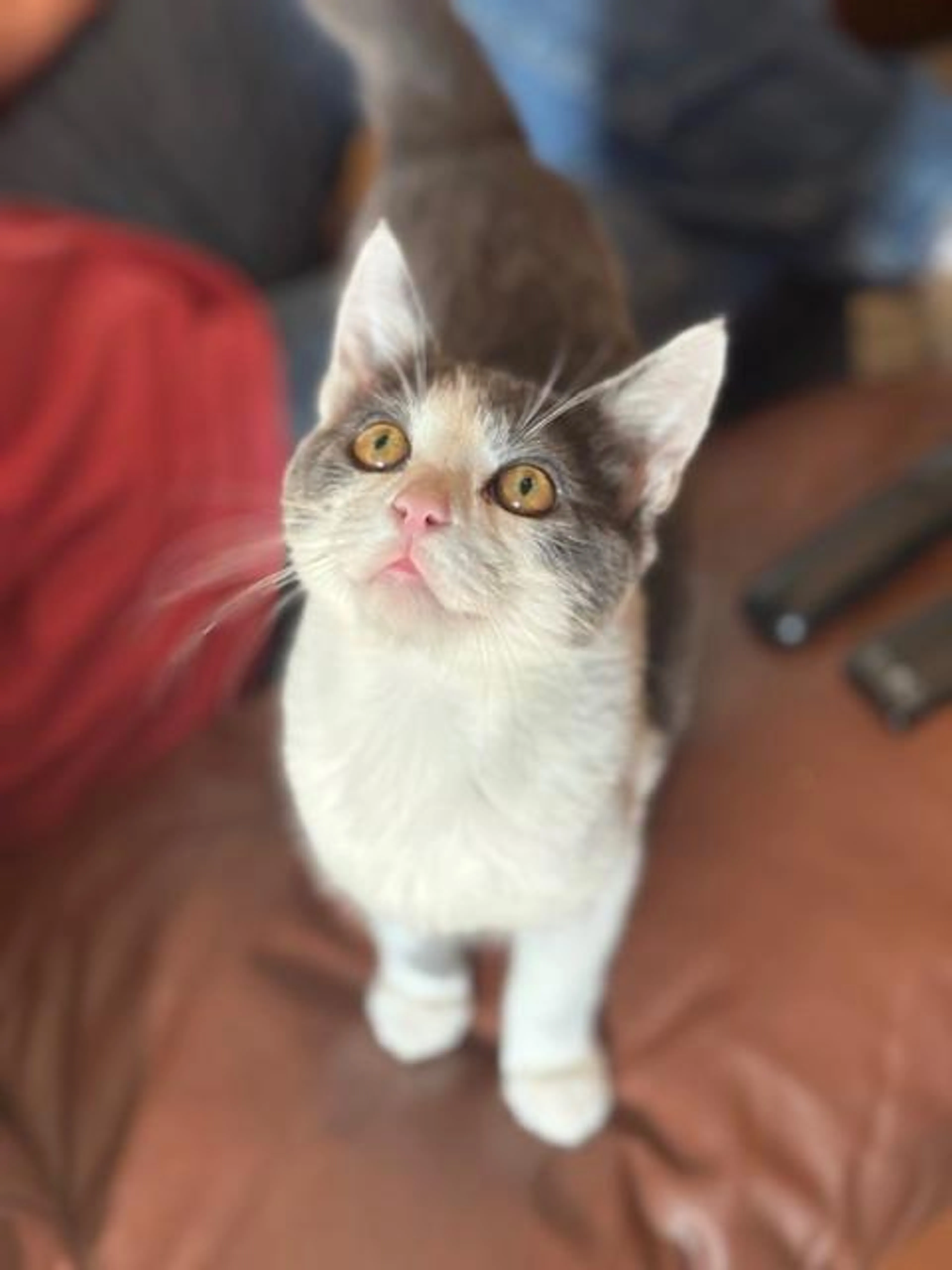Found pet-3