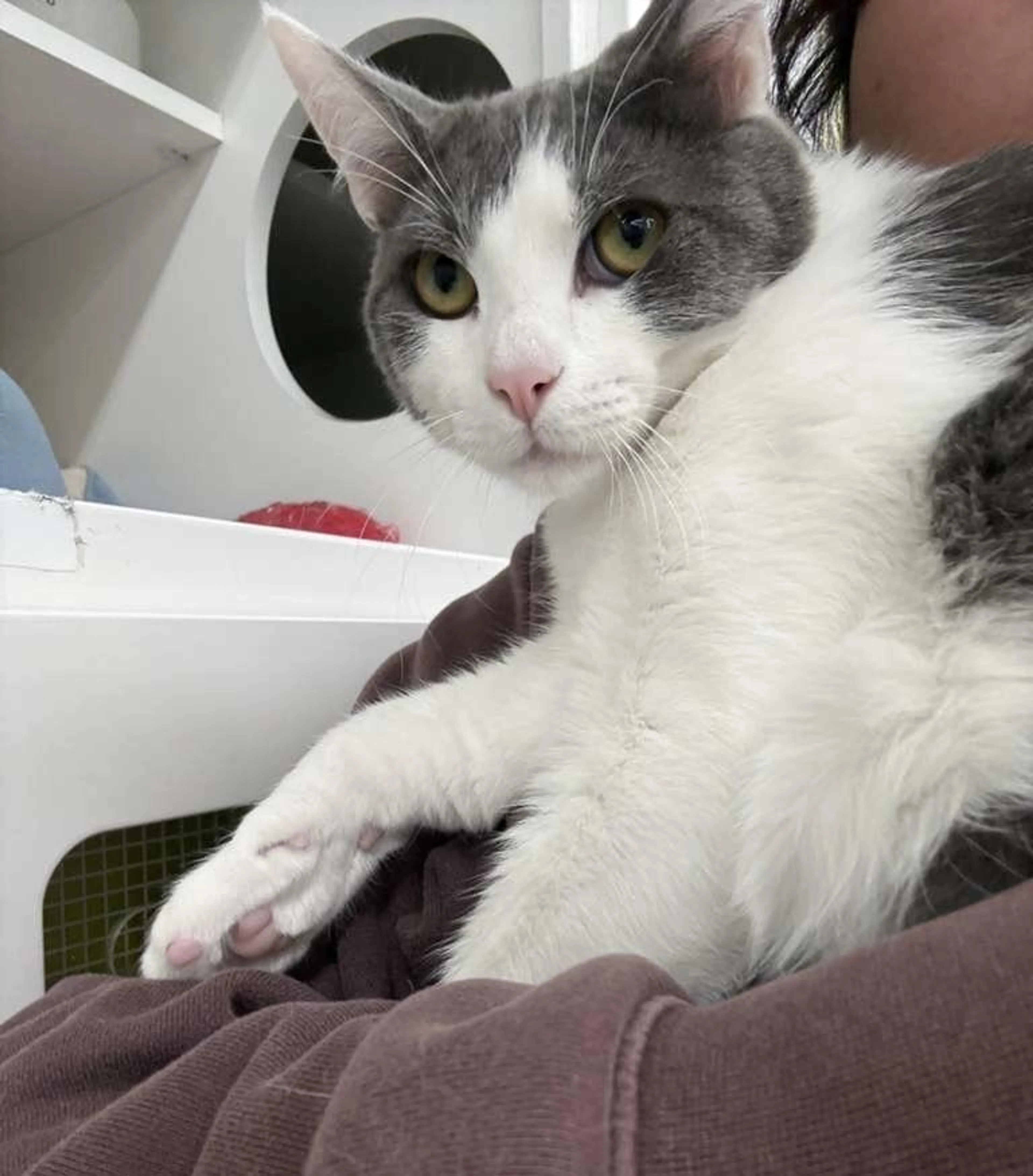 Found pet-4