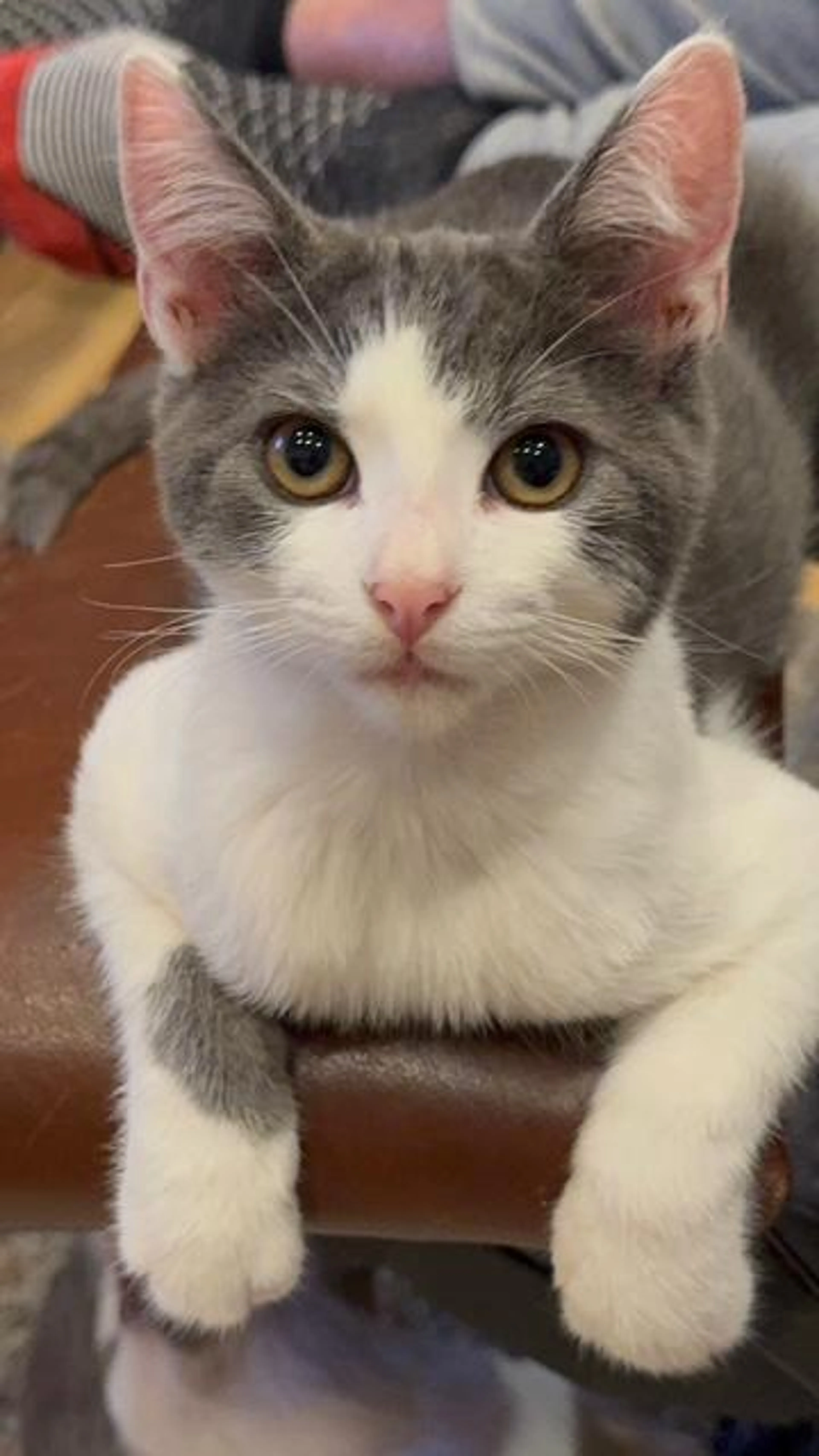 Found pet-2