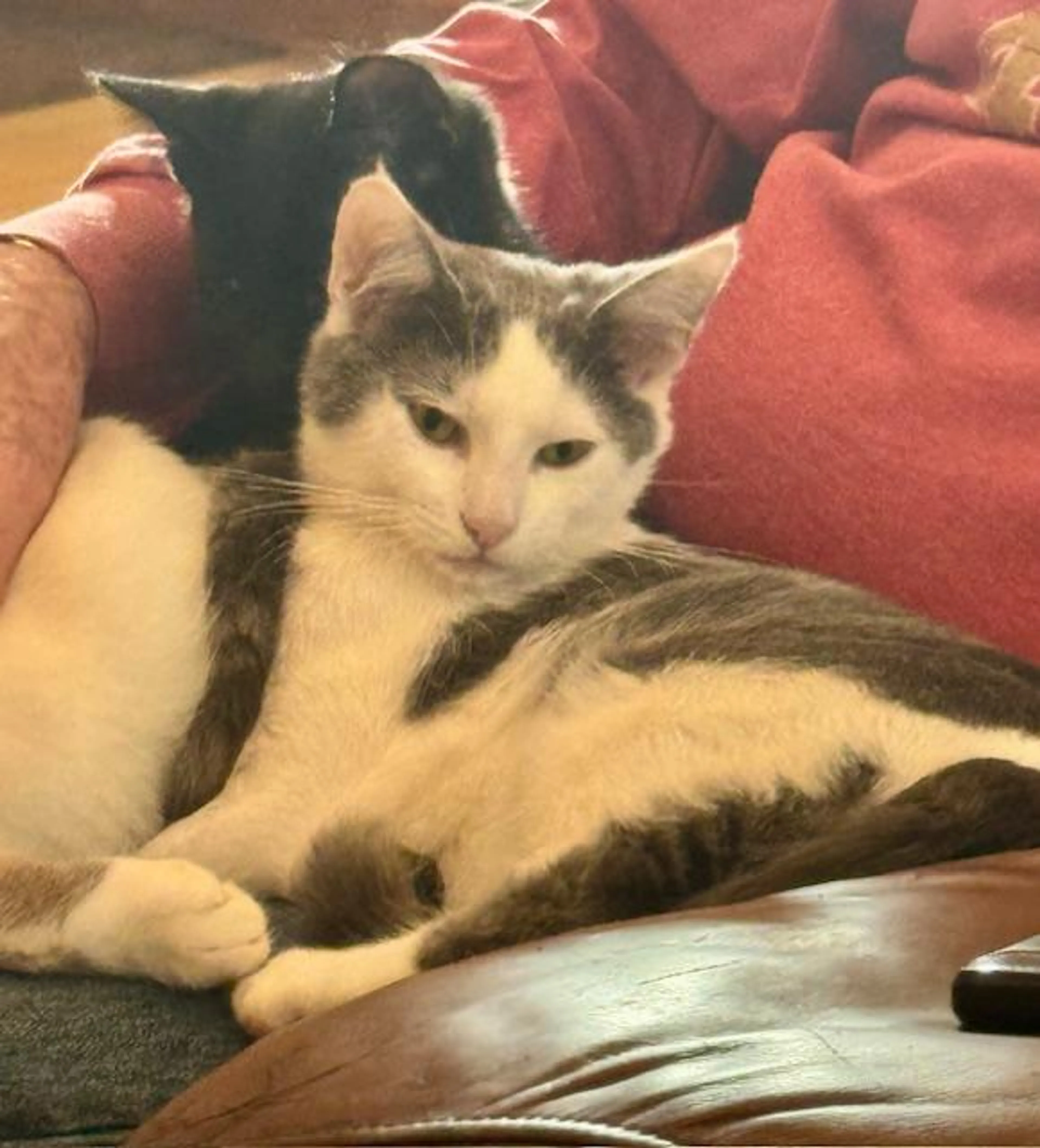 Found pet-0
