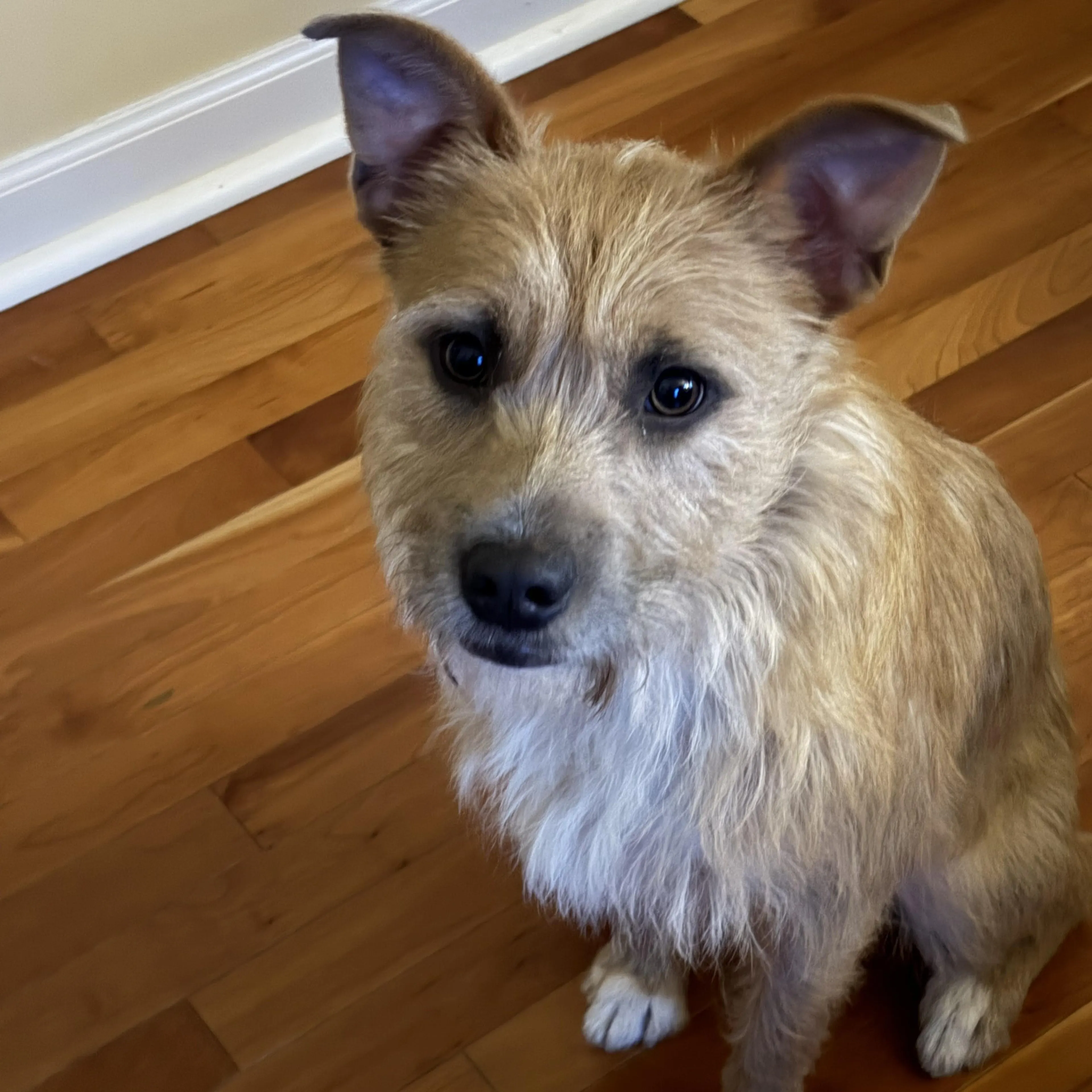 Found pet-4