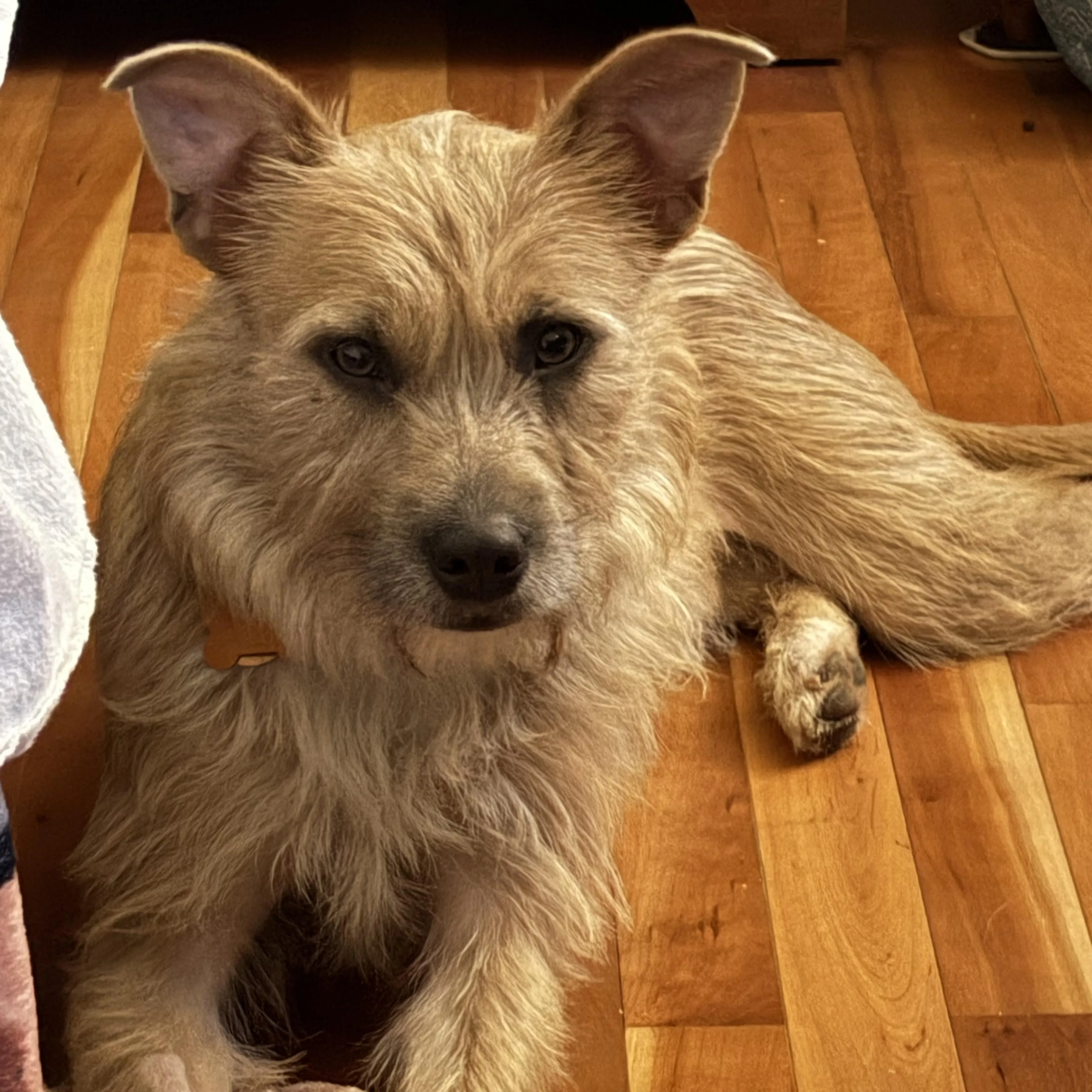 Found pet-2
