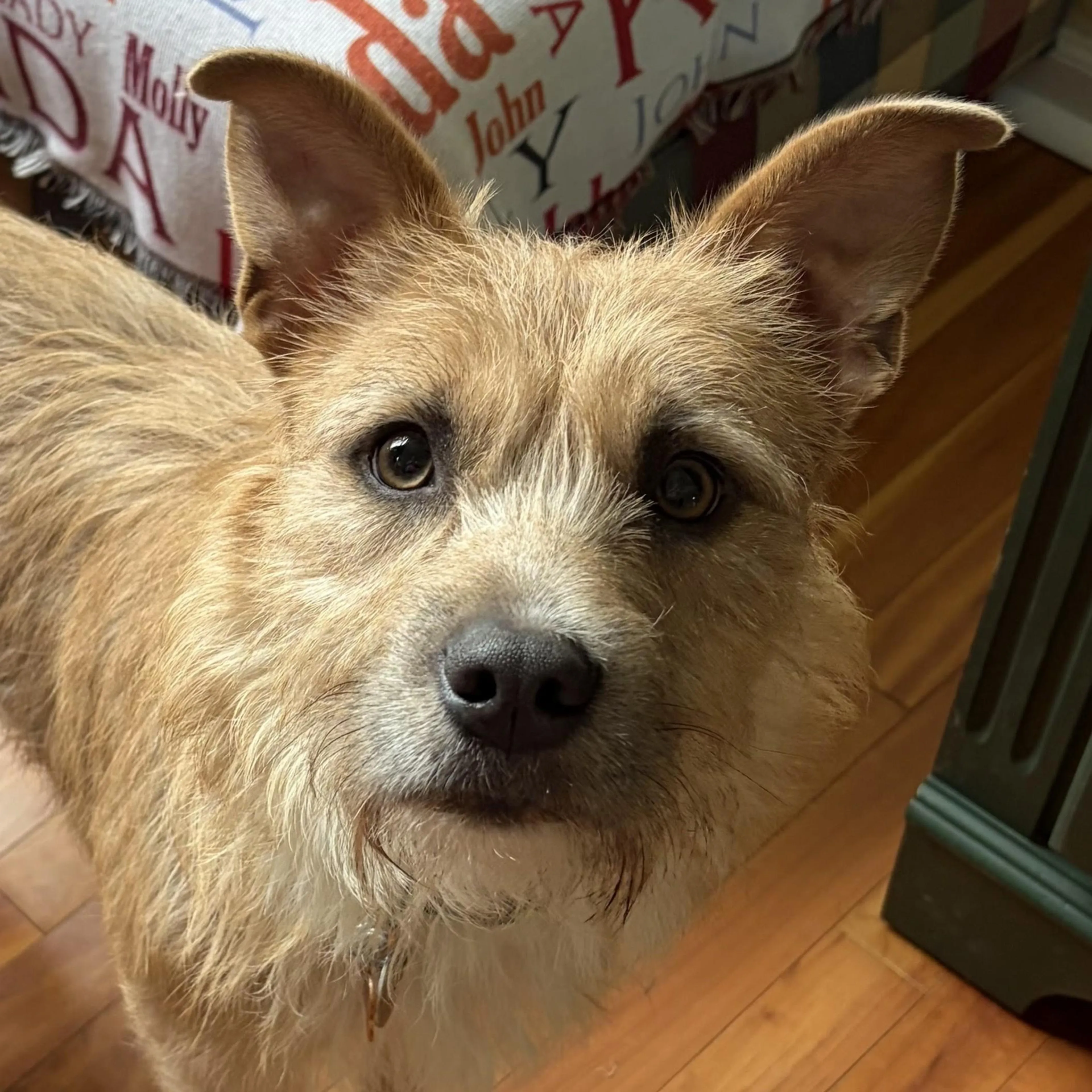 Found pet-3