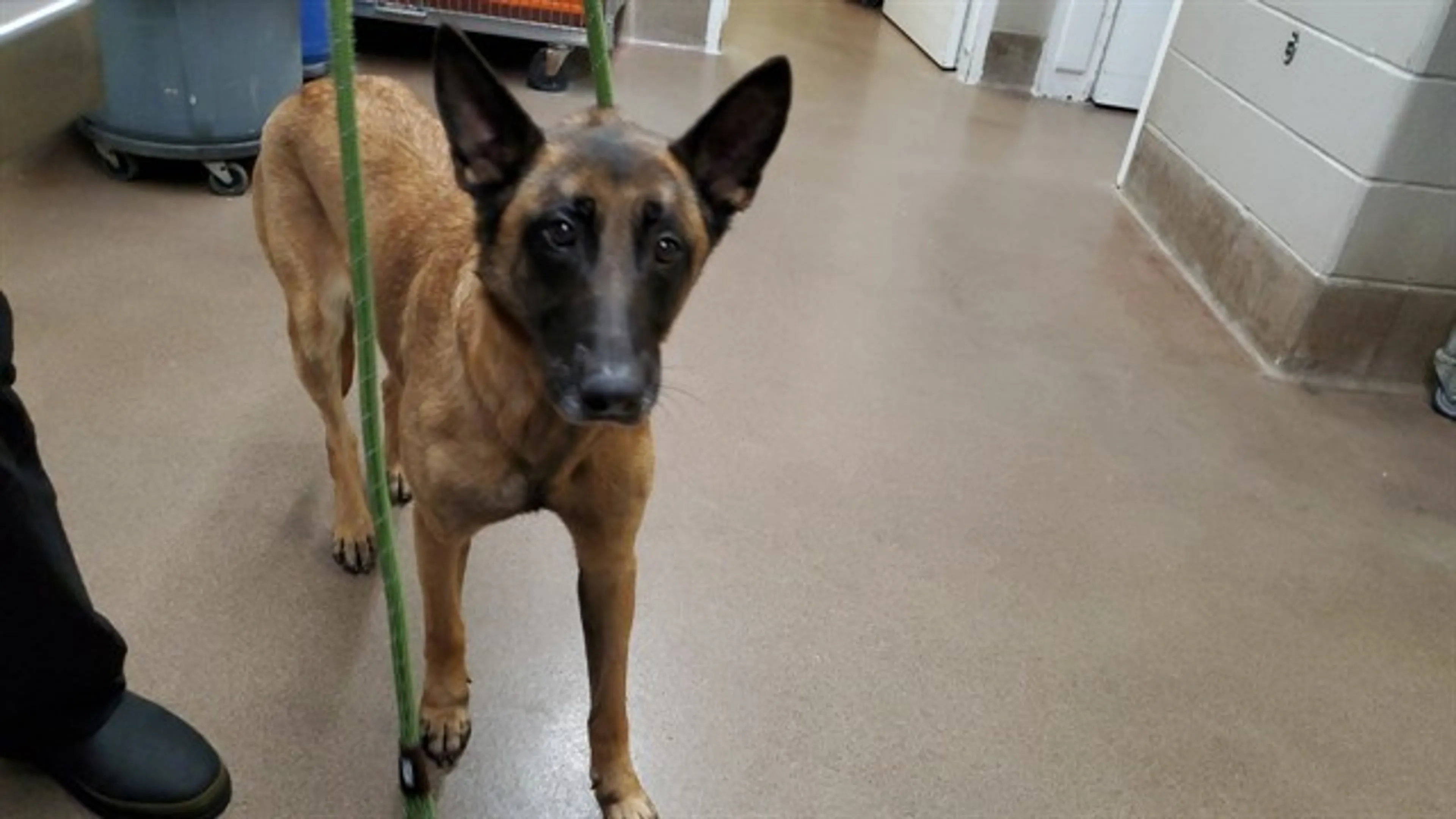 Found pet