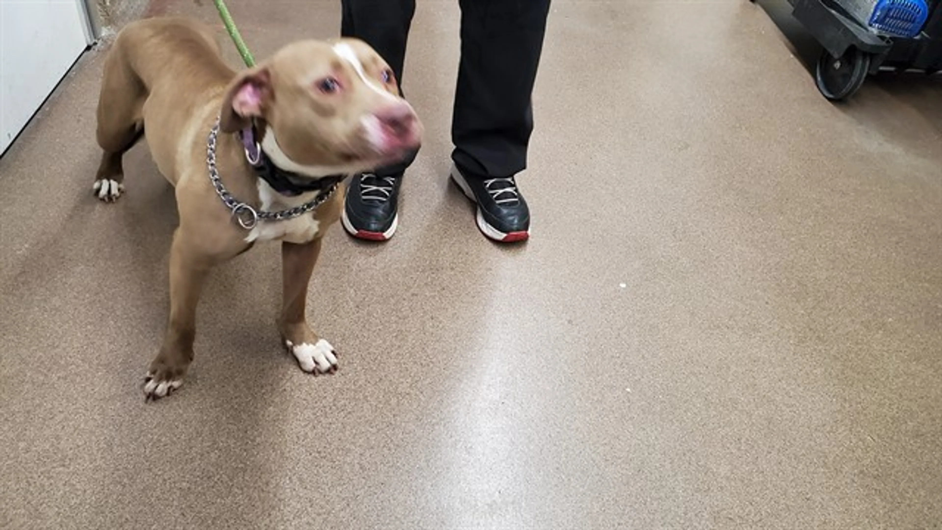 Found pet