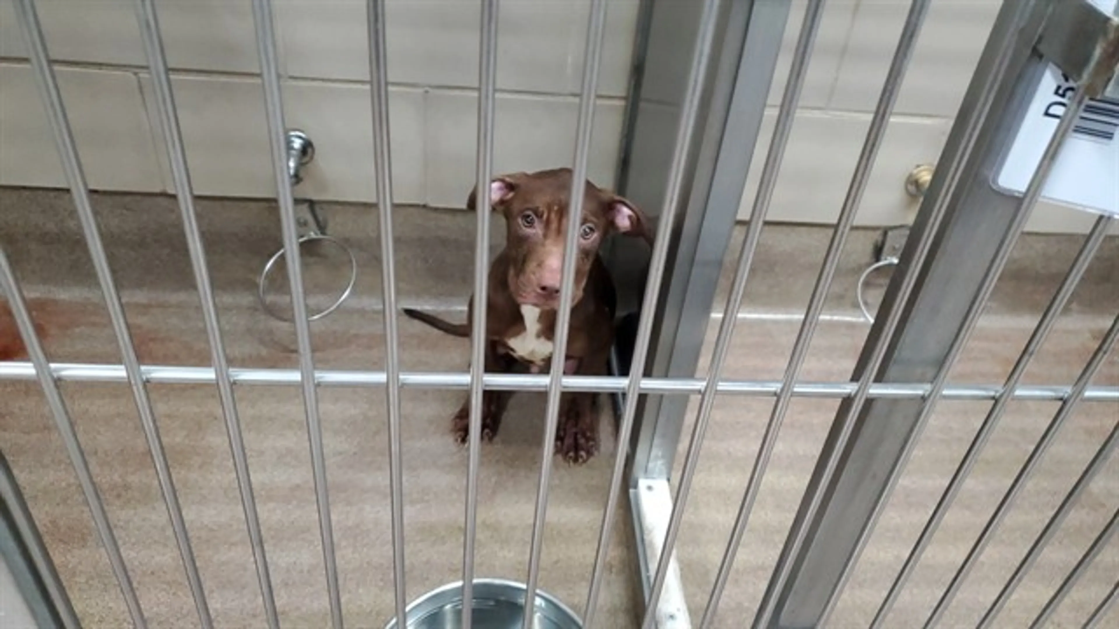Found pet