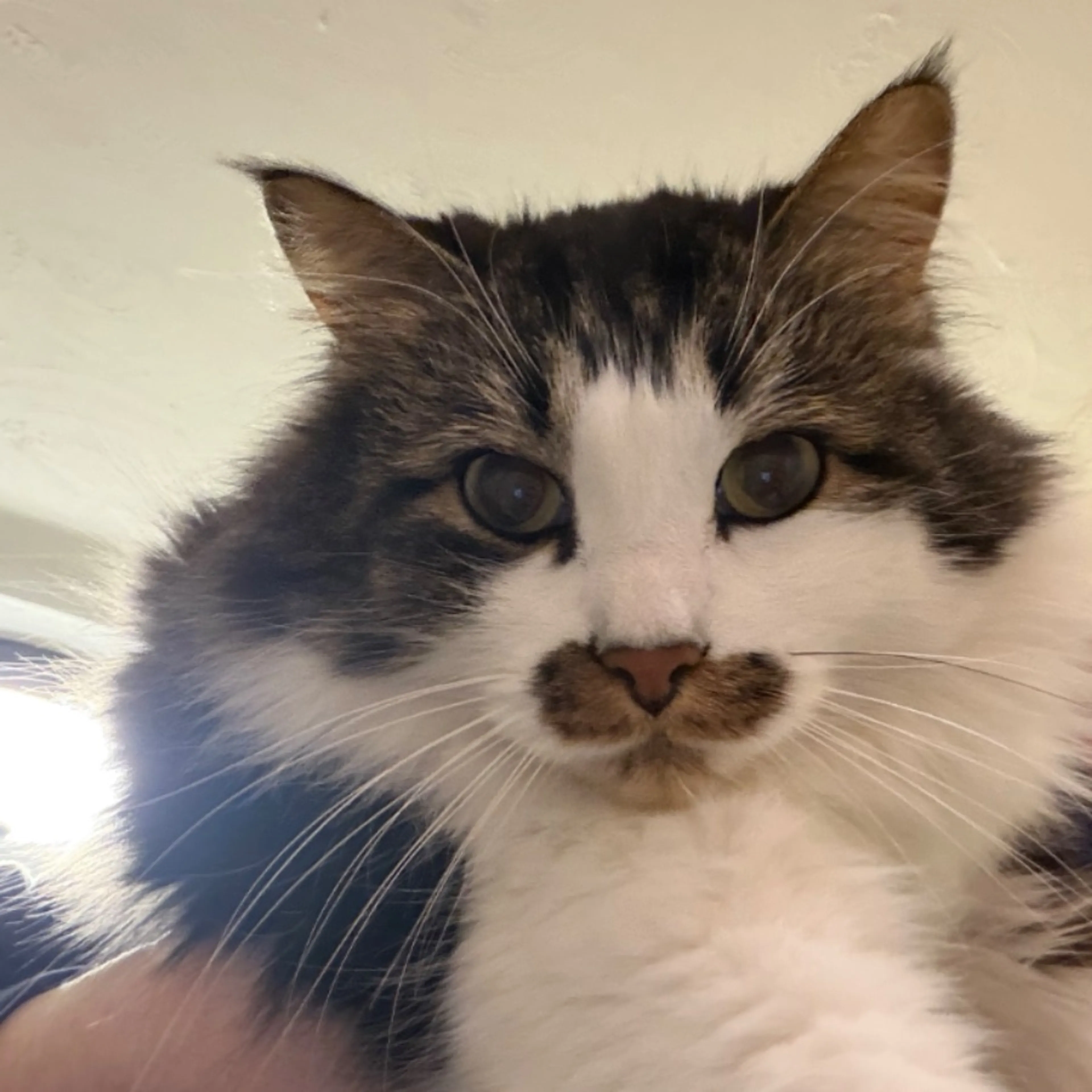 Lost pet