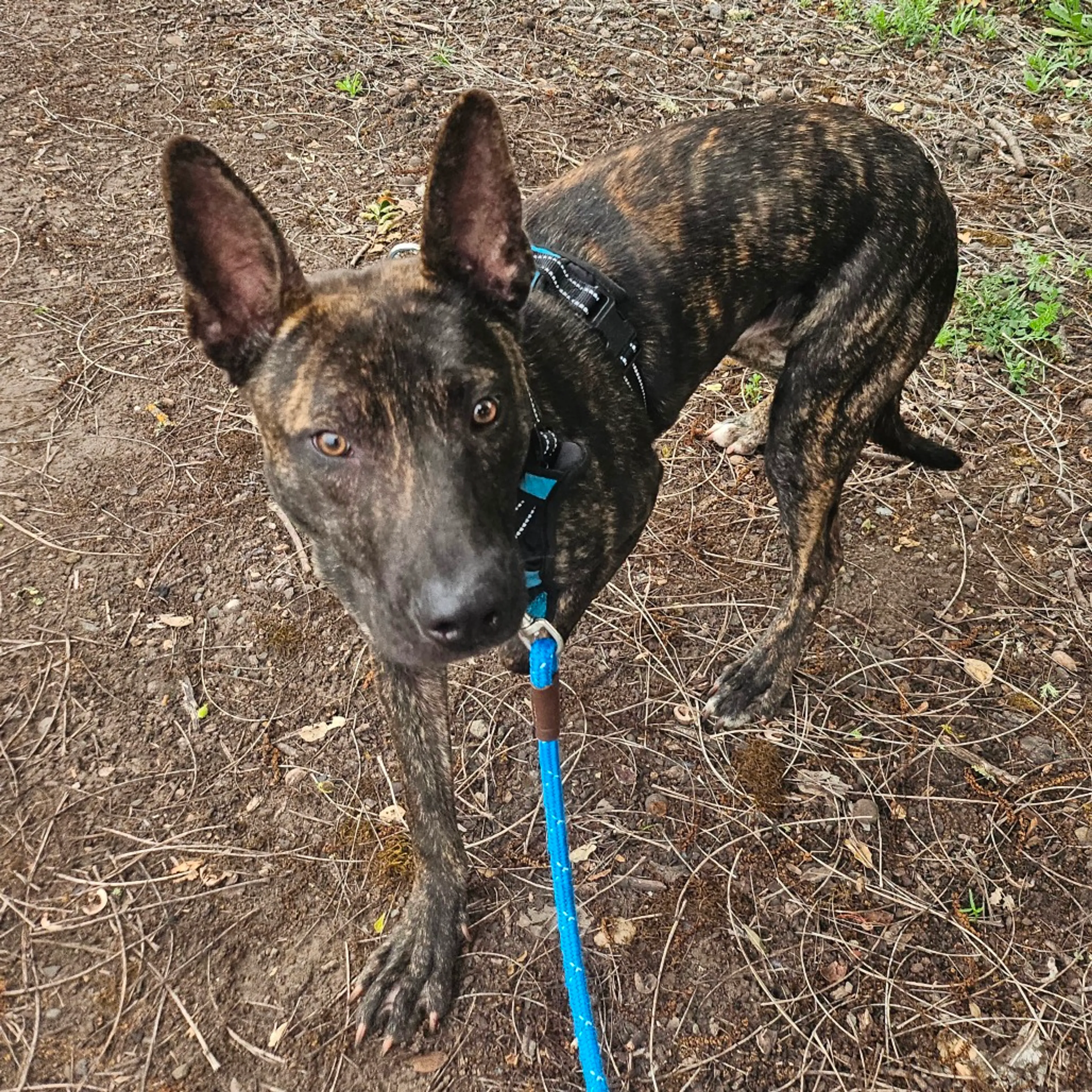 Found pet-5