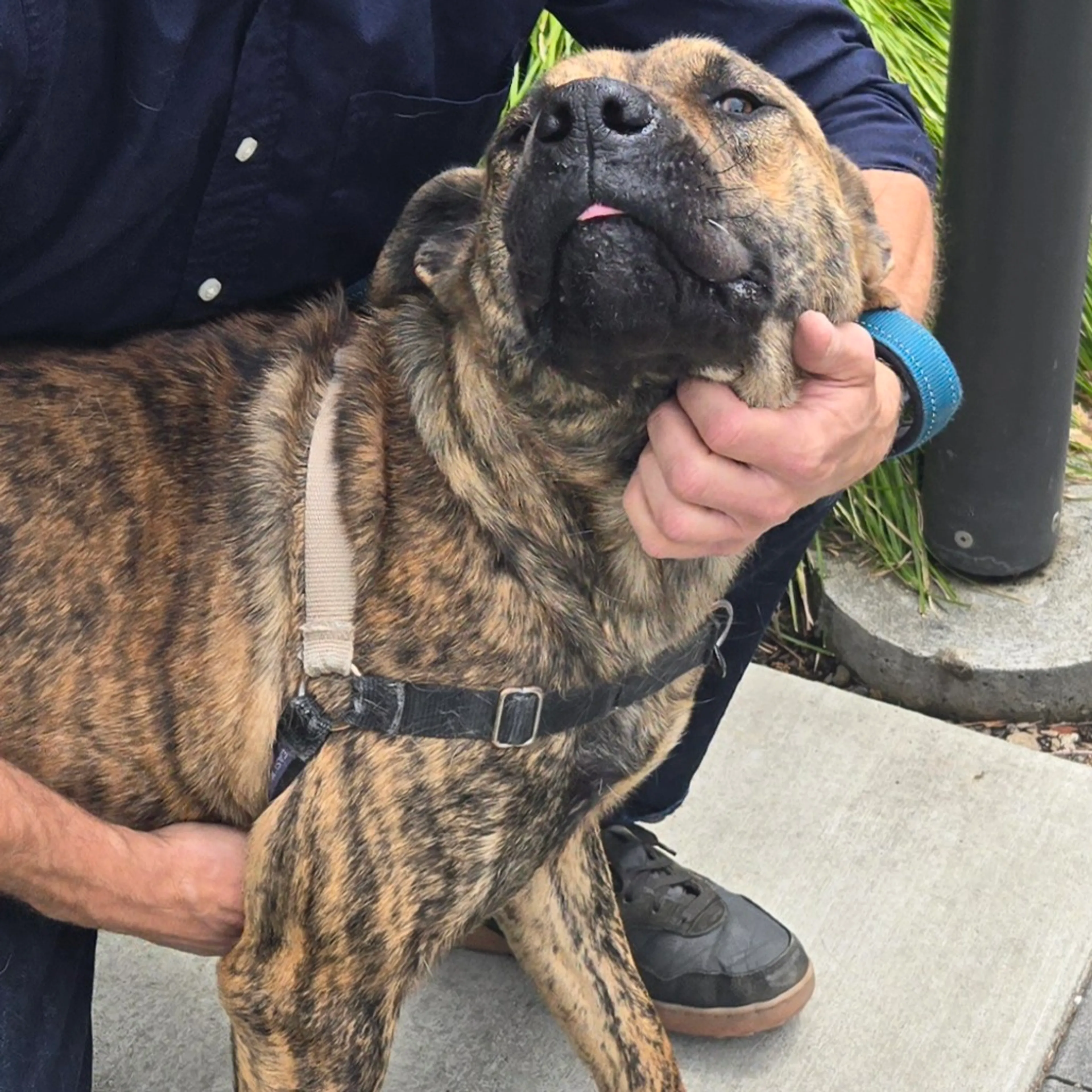 Found pet-1