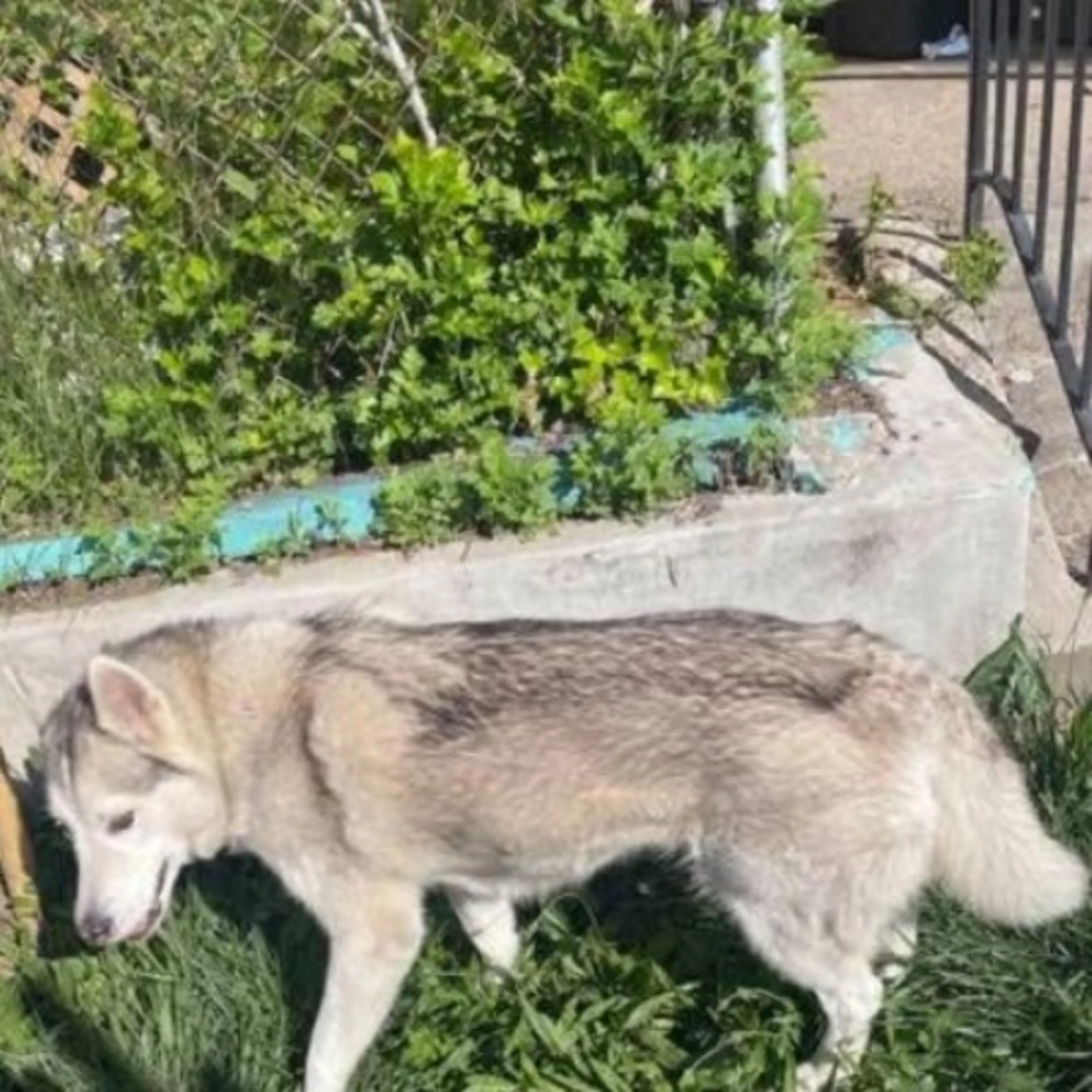 Lost pet