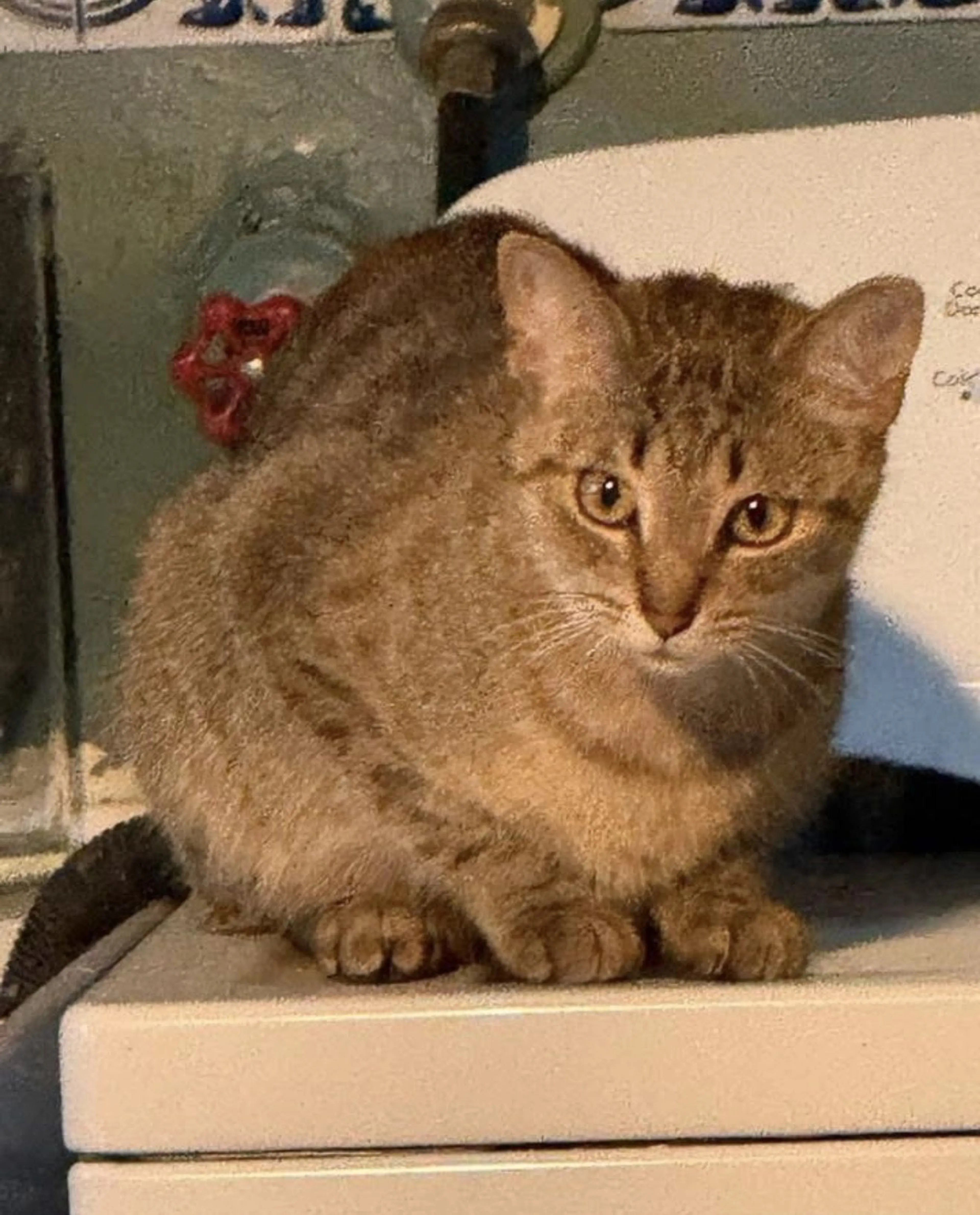 Lost pet-0