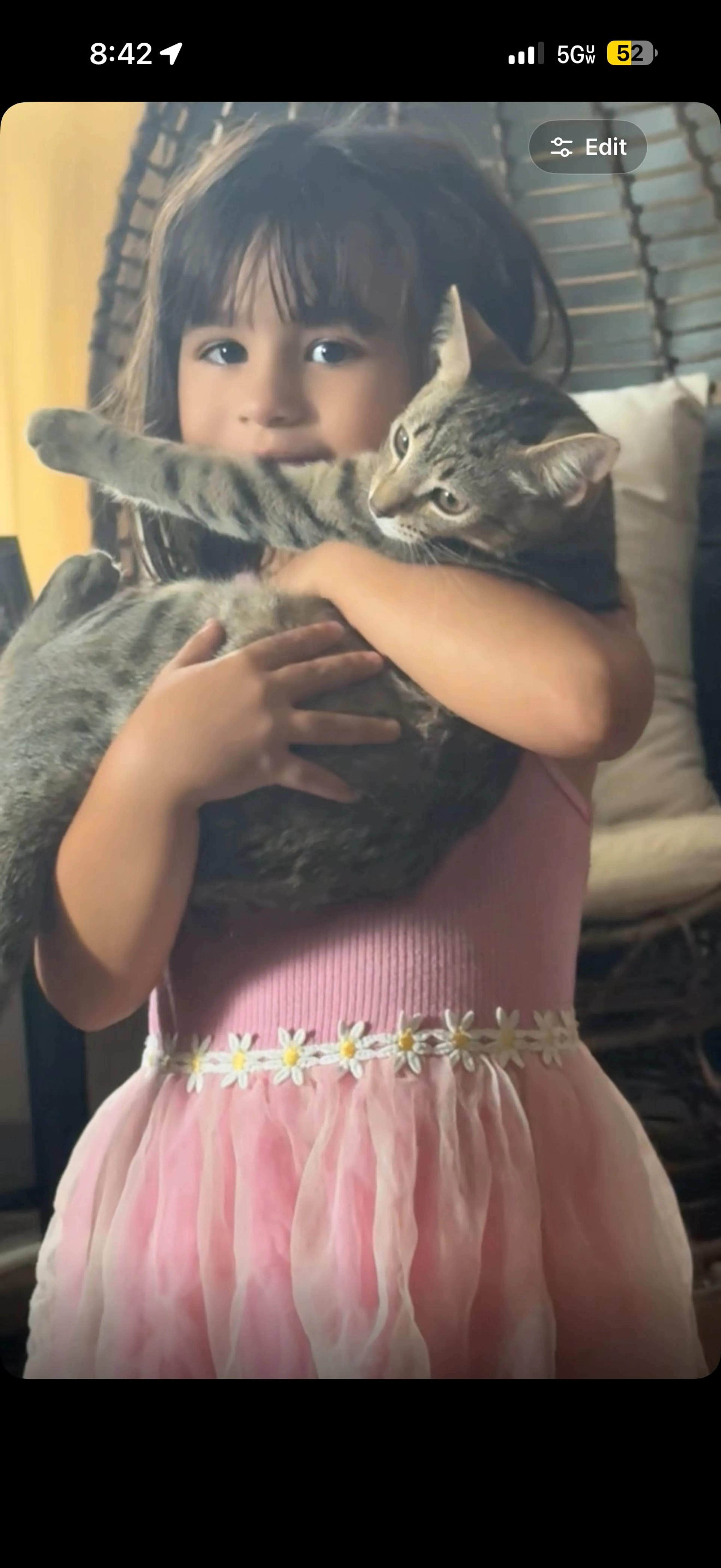 Lost pet-1