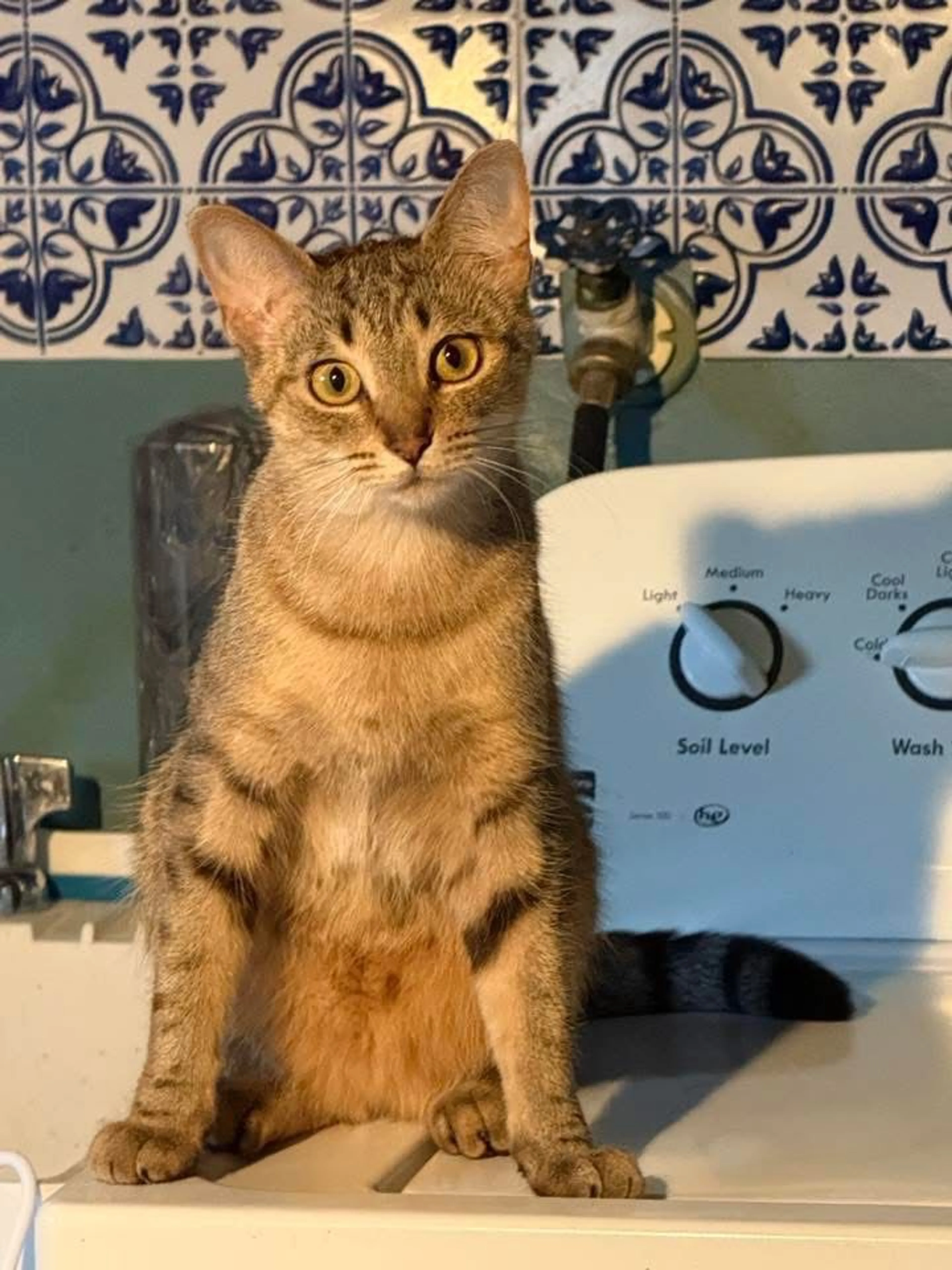 Lost pet-2