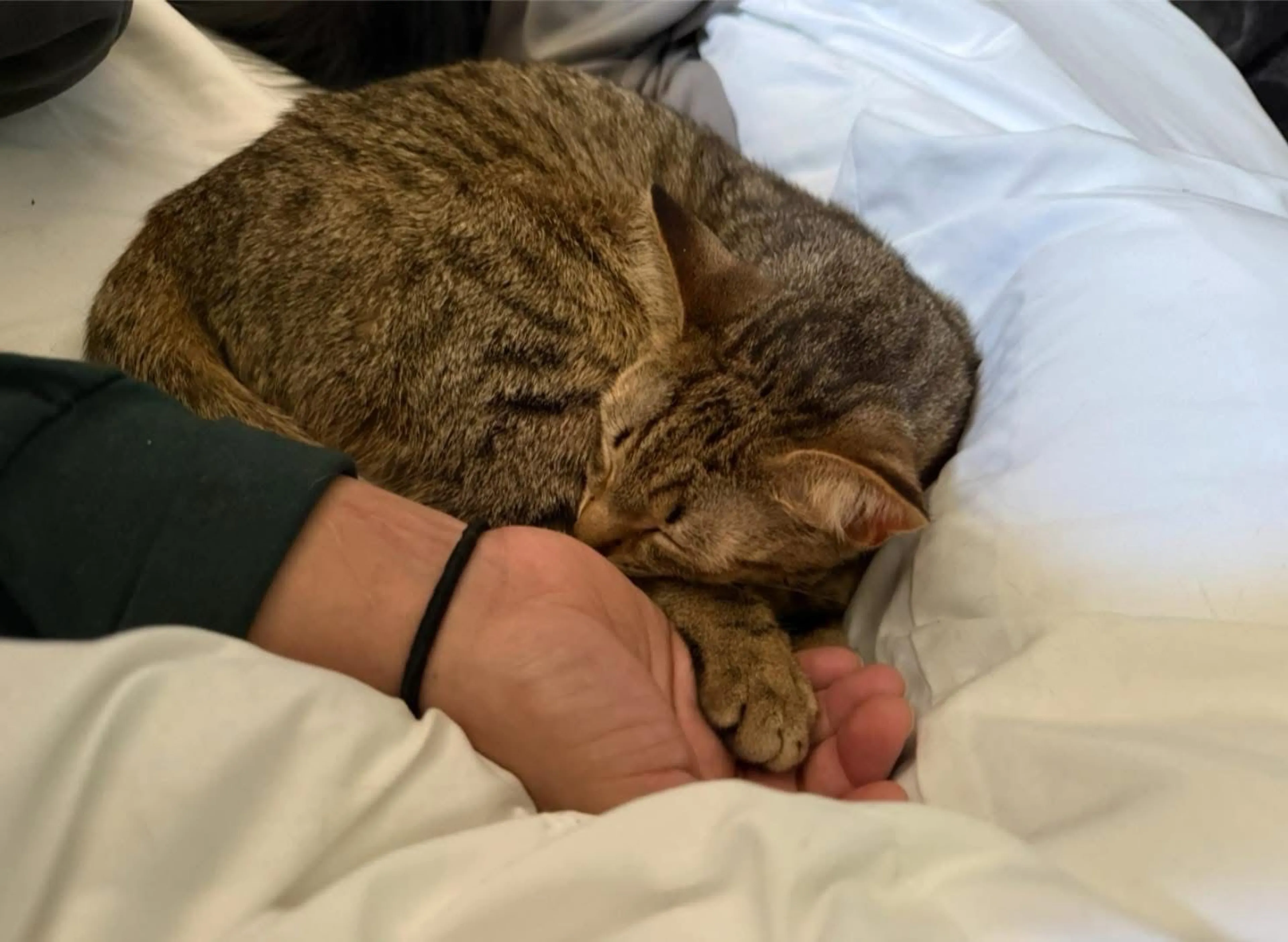 Lost pet-4