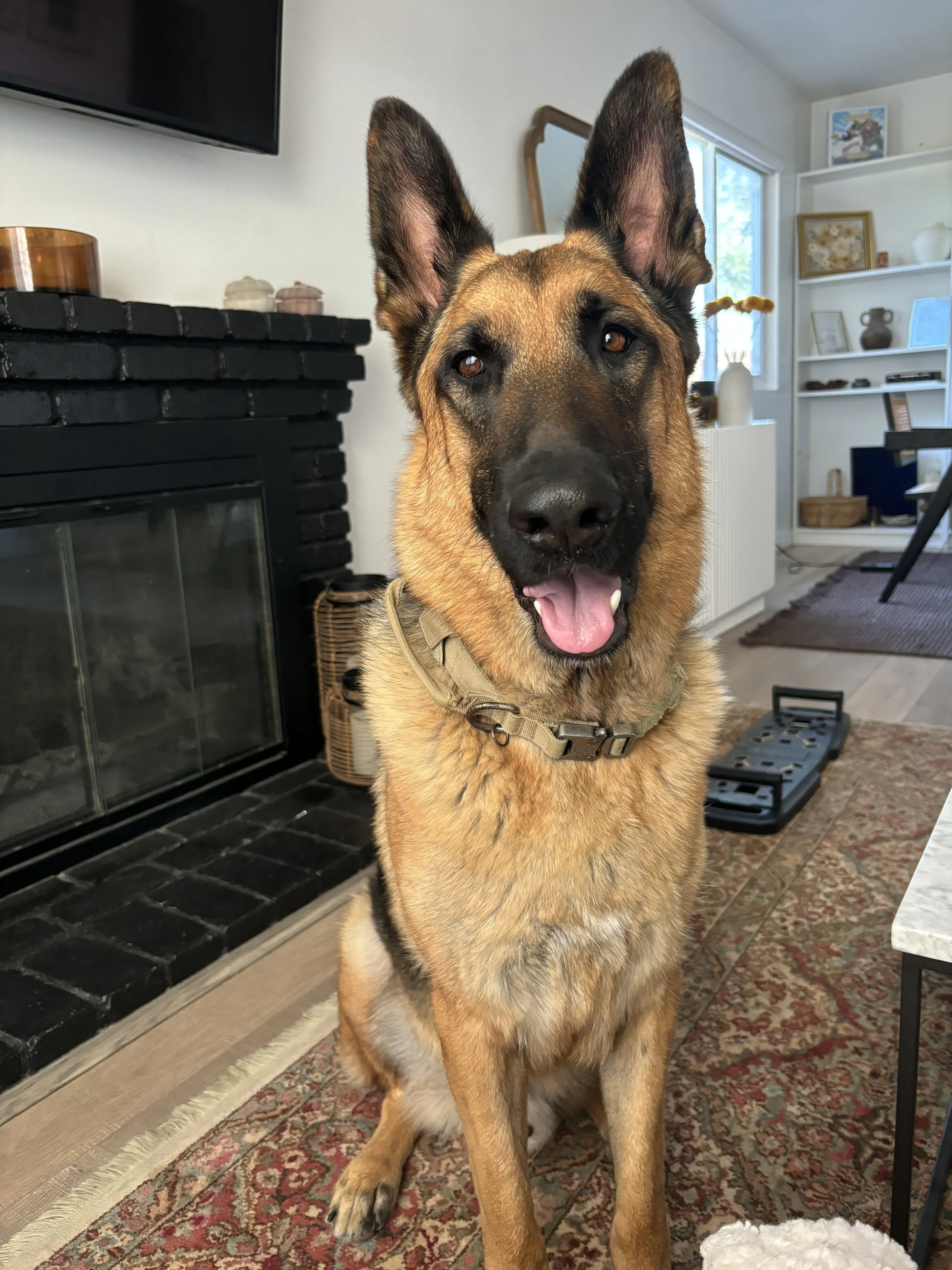 Lost pet