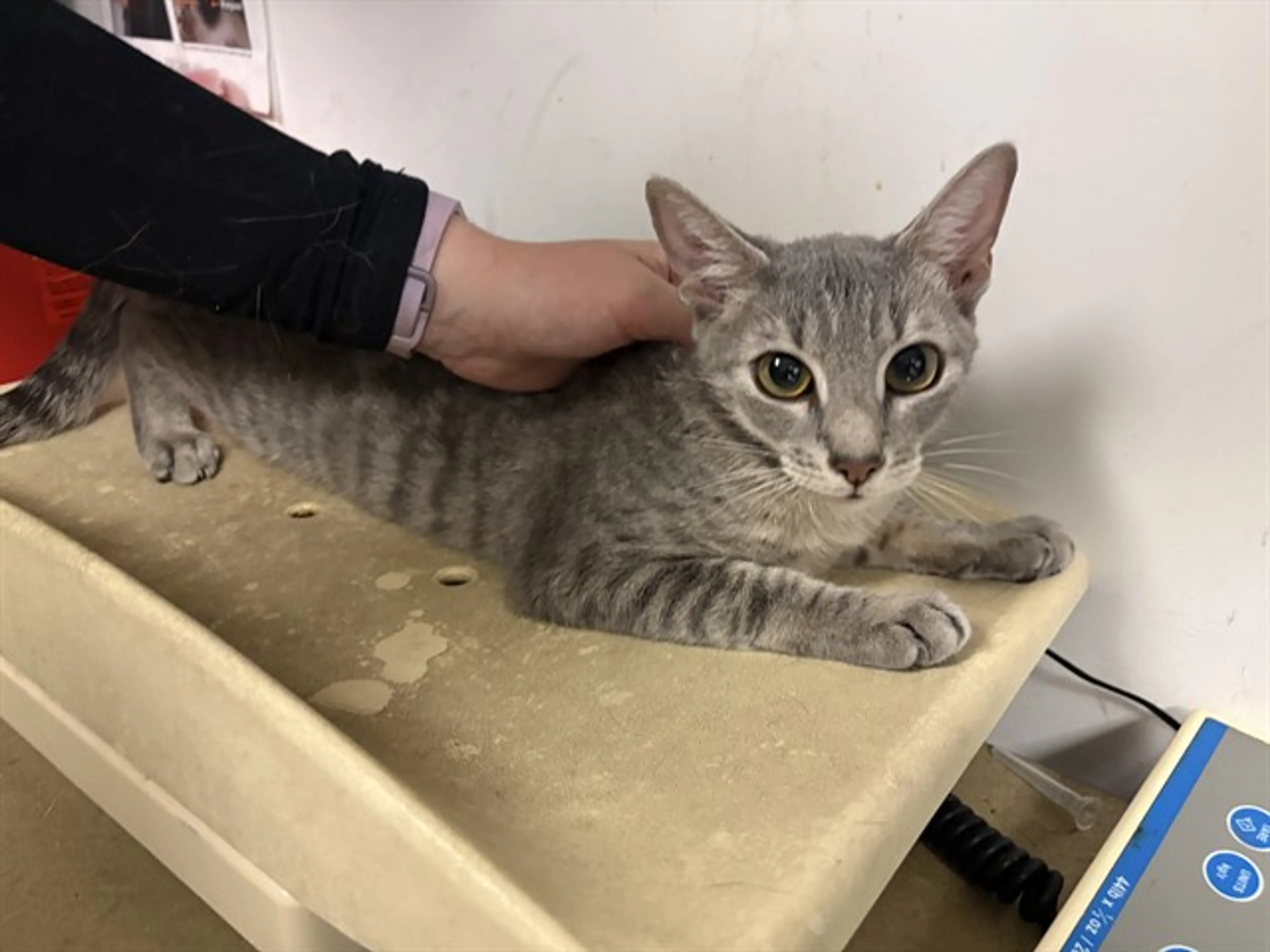 Found pet