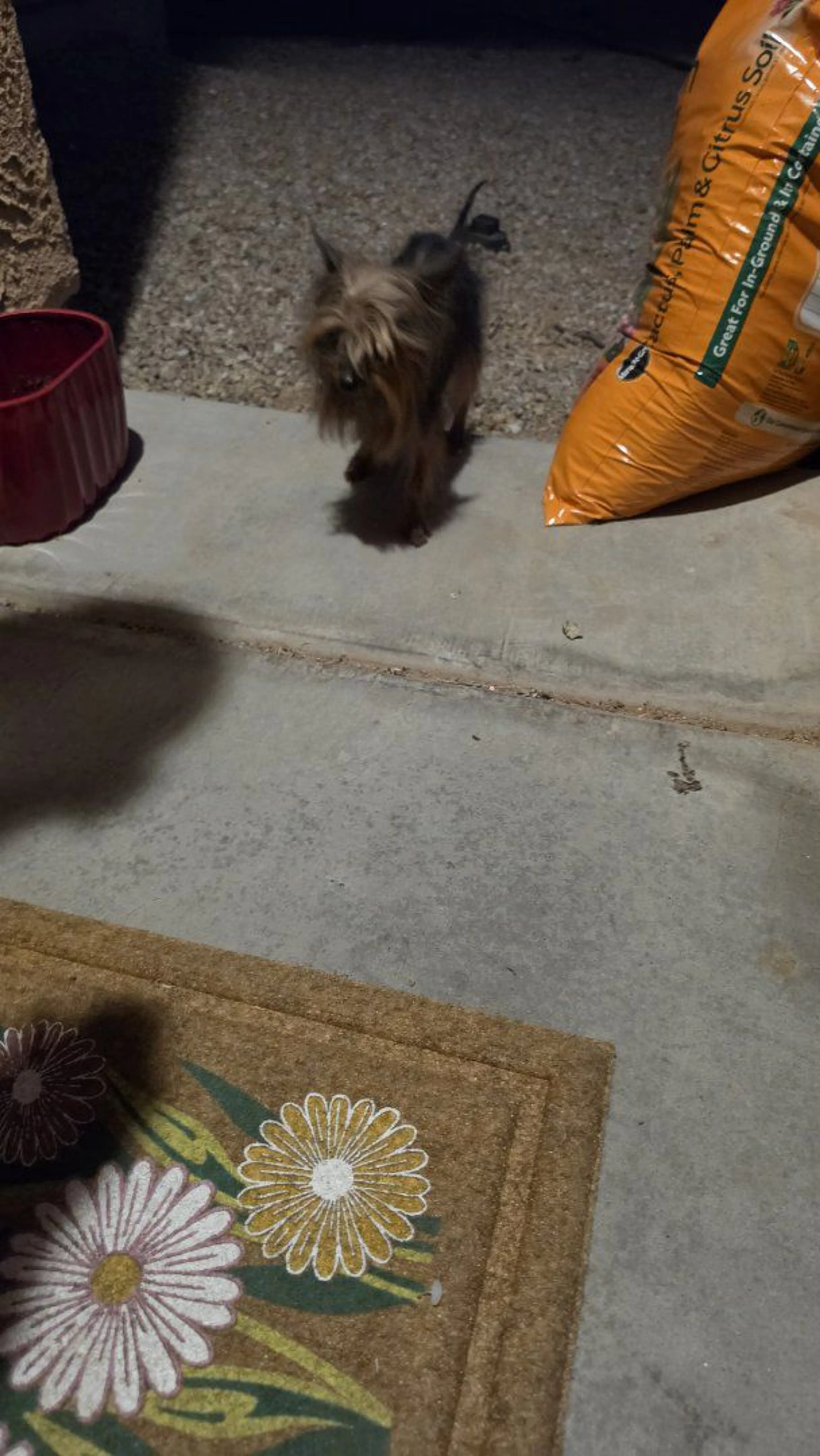 Lost pet-1