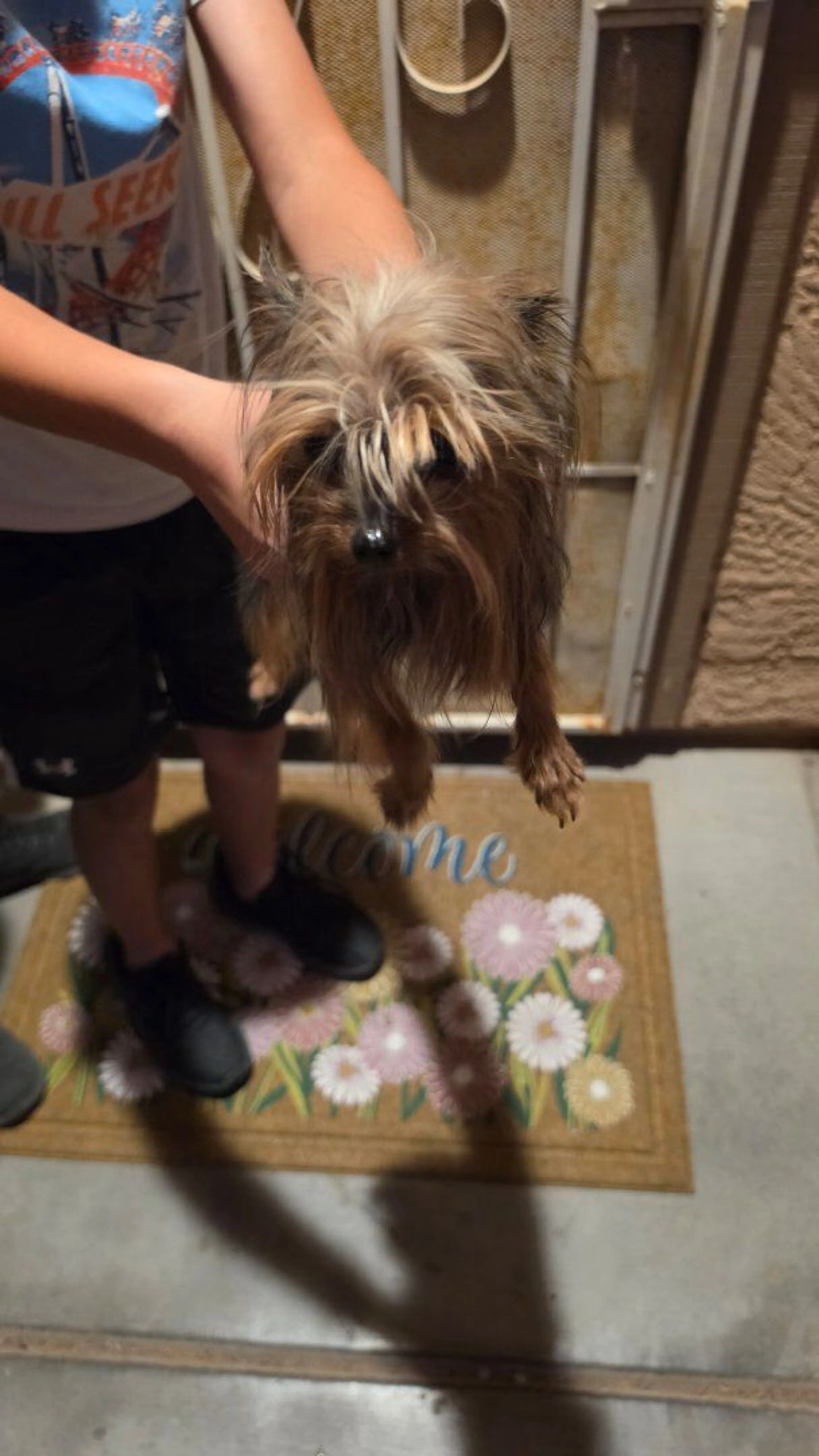 Lost pet-0