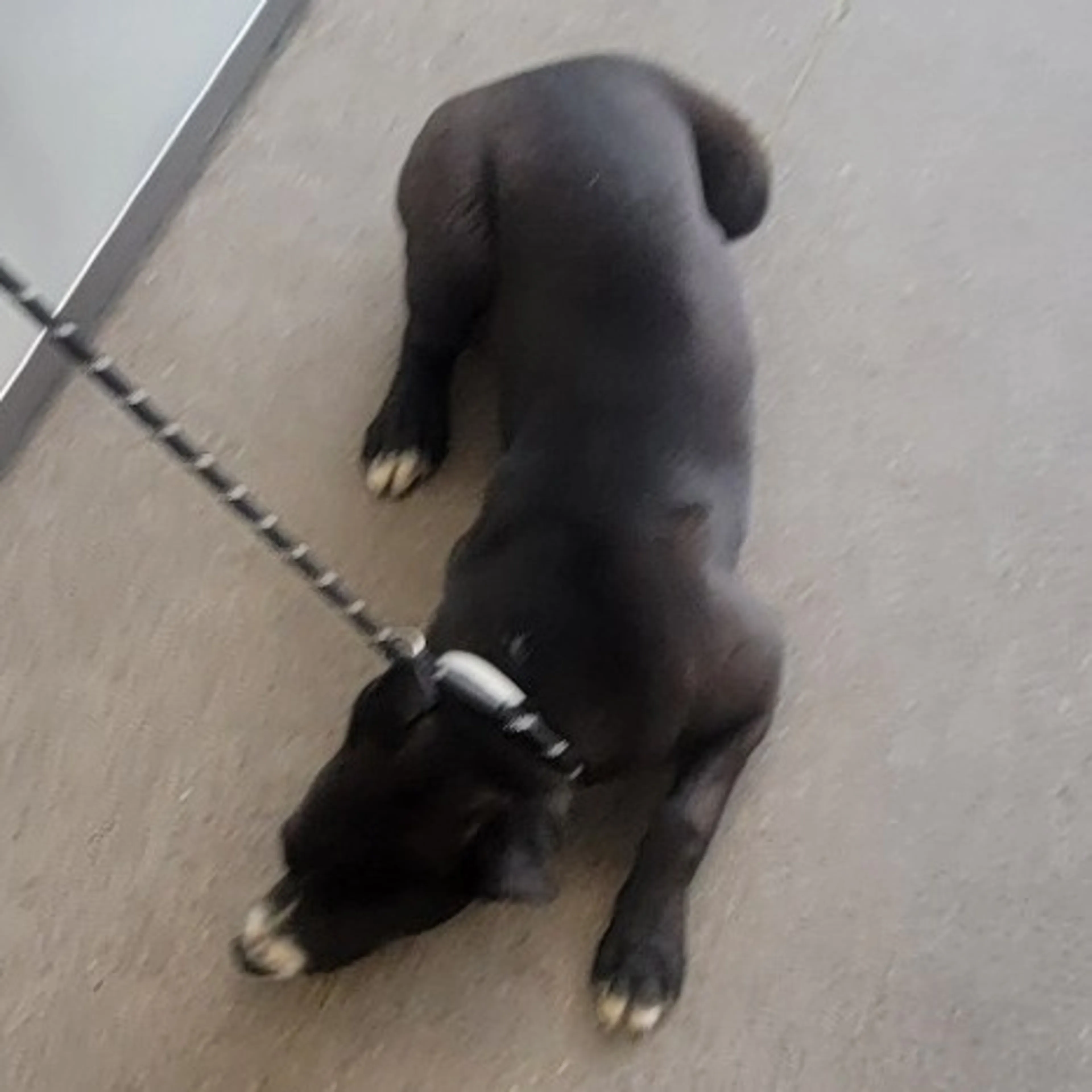 Found pet-2